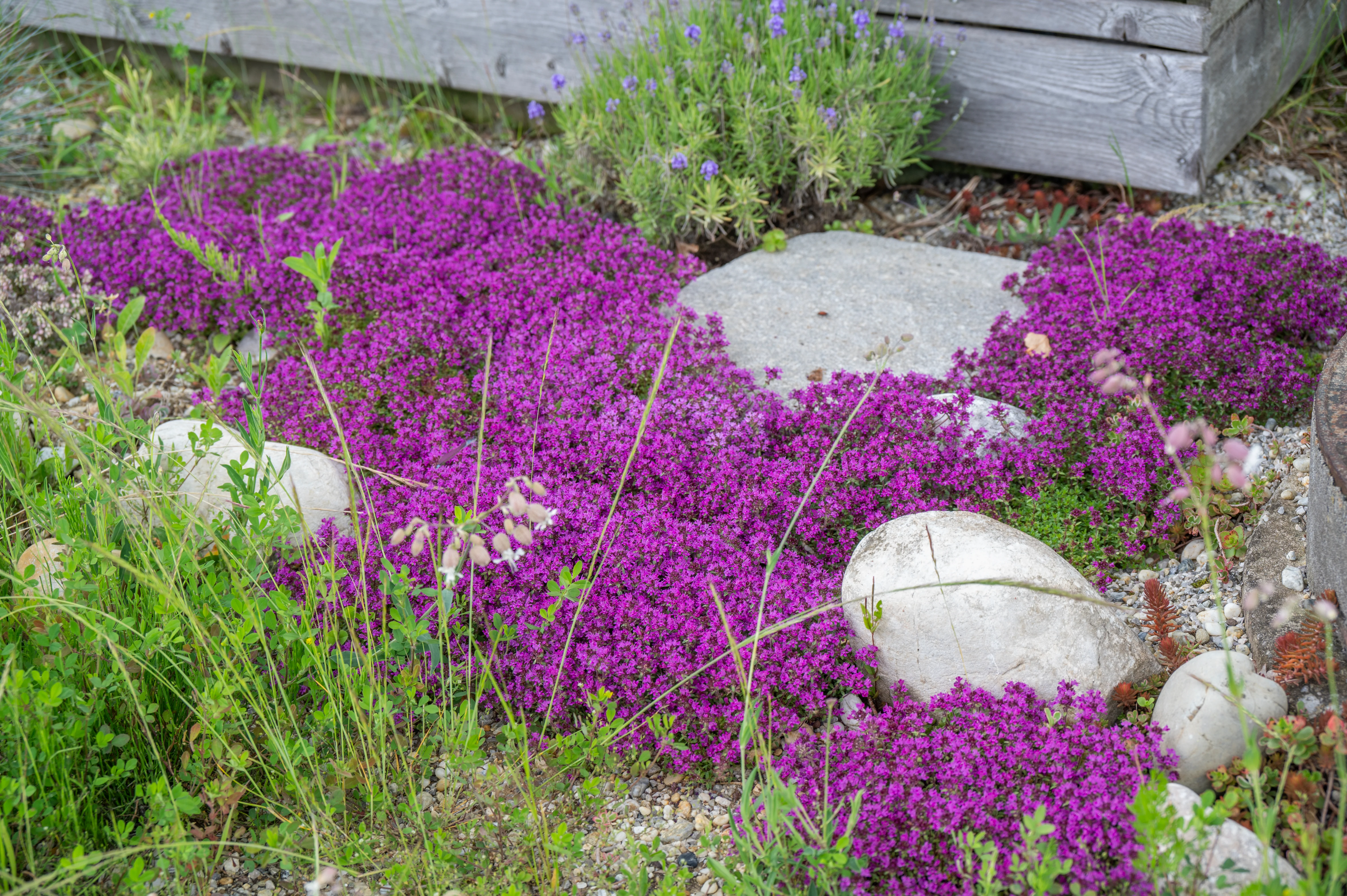Gartenfreude in Profi-Qualität erleben