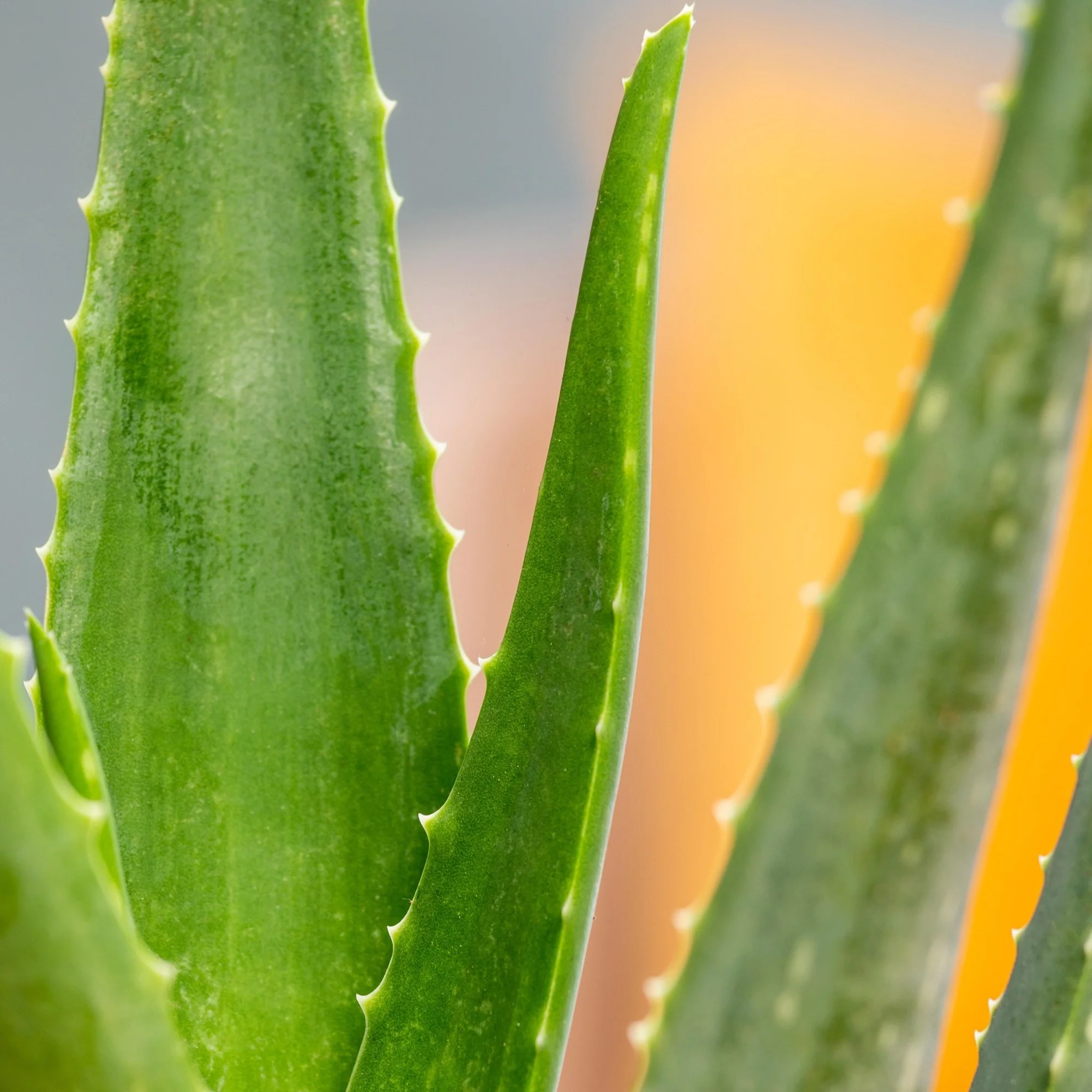 Aloe Vera - Image 2