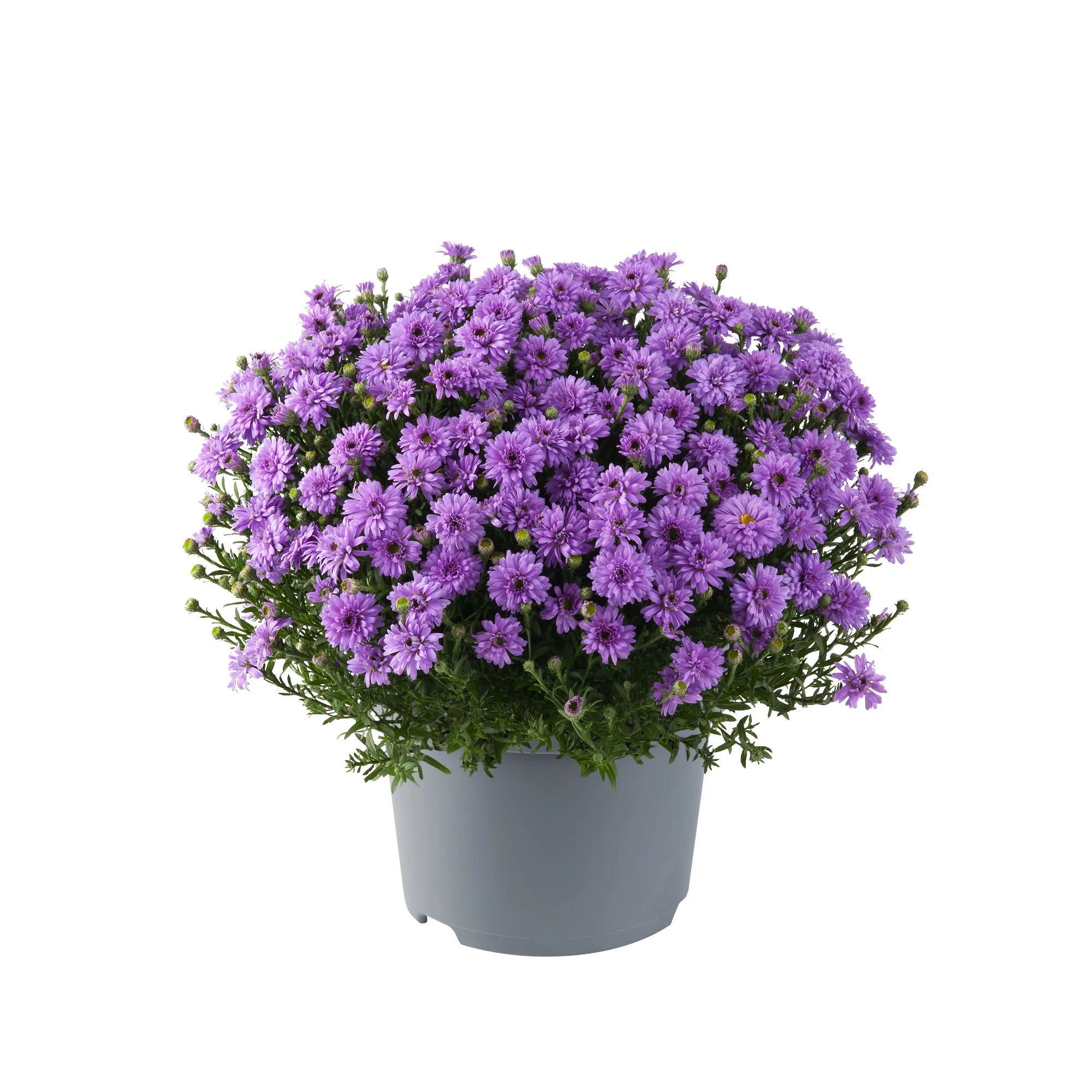 Alpen-Aster - Image 5