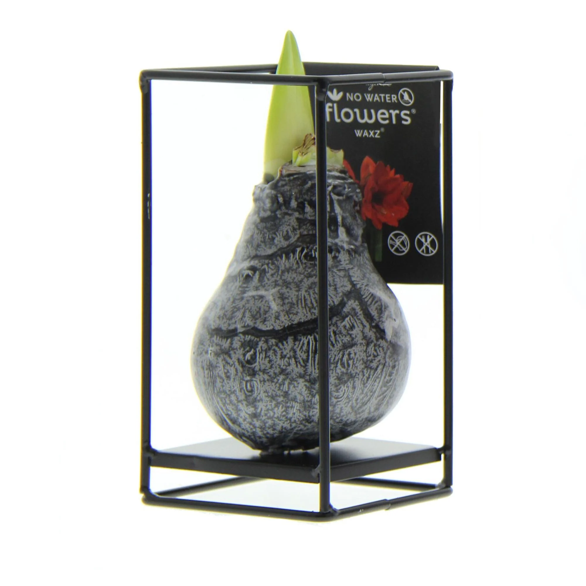 Amaryllis 'Formz Industrial' - Image 3