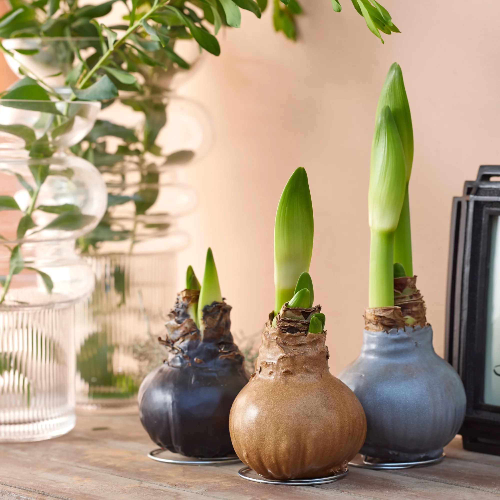 Amaryllis-Mix "Metallic", 3 Zwiebeln