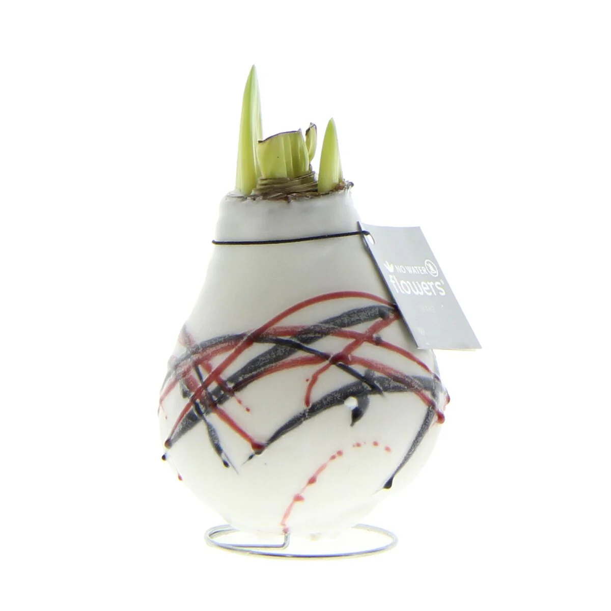 Amaryllis Waxz® 'Art v. Gogh' - Image 3