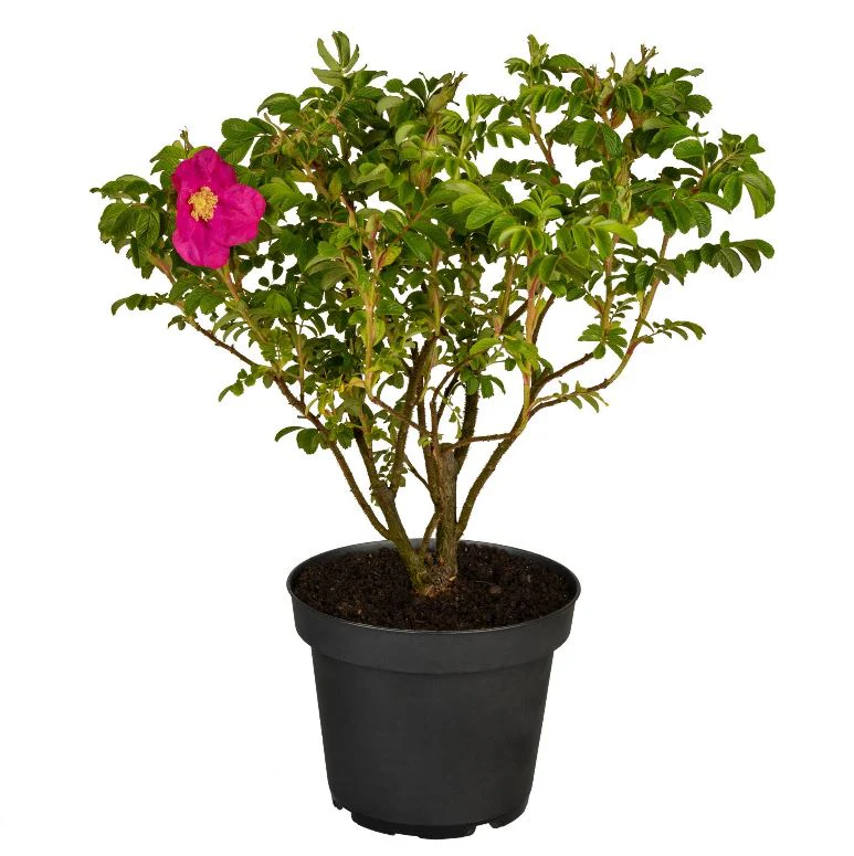 Apfelrose, 4 Pflanzen - Image 2