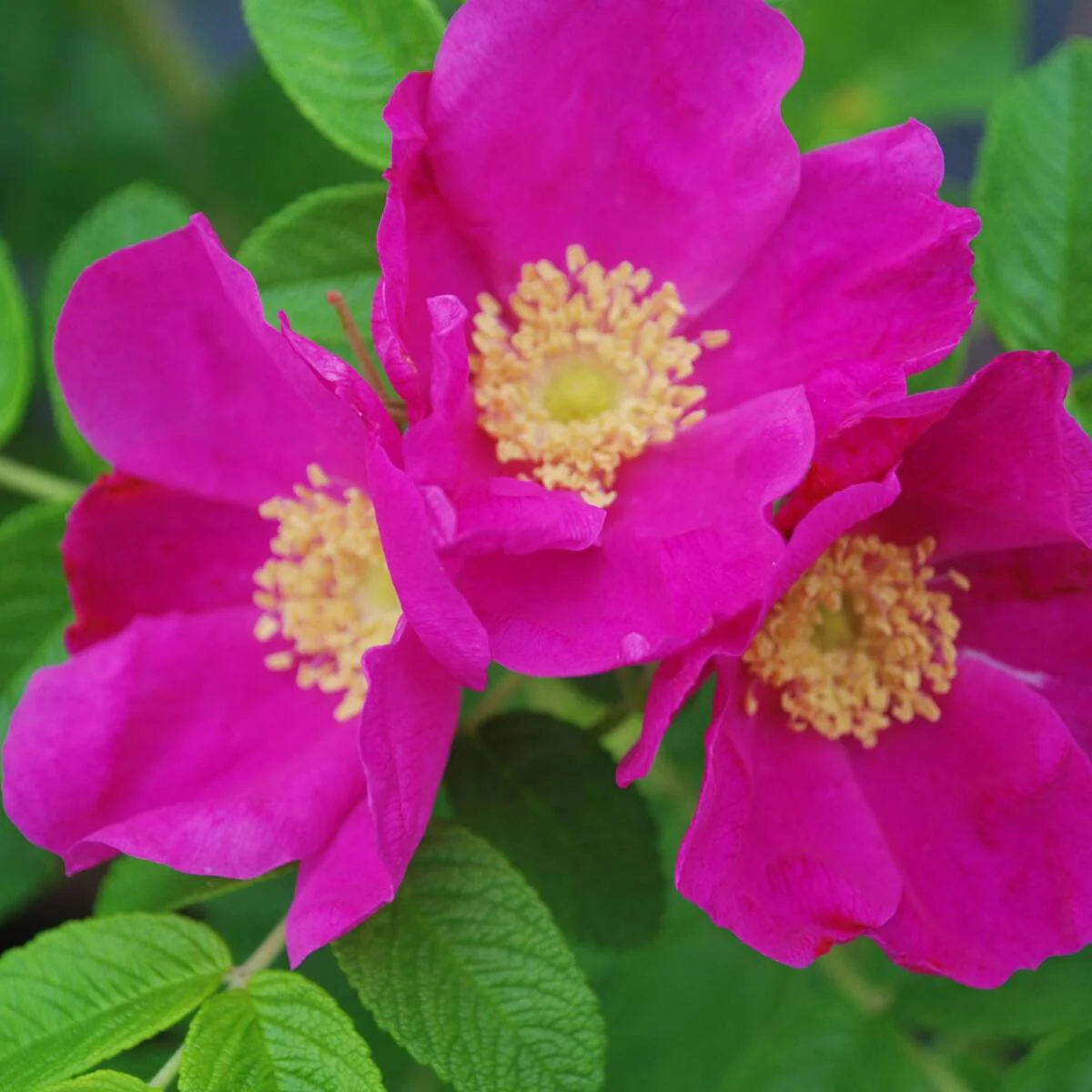 Apfelrose - Image 3