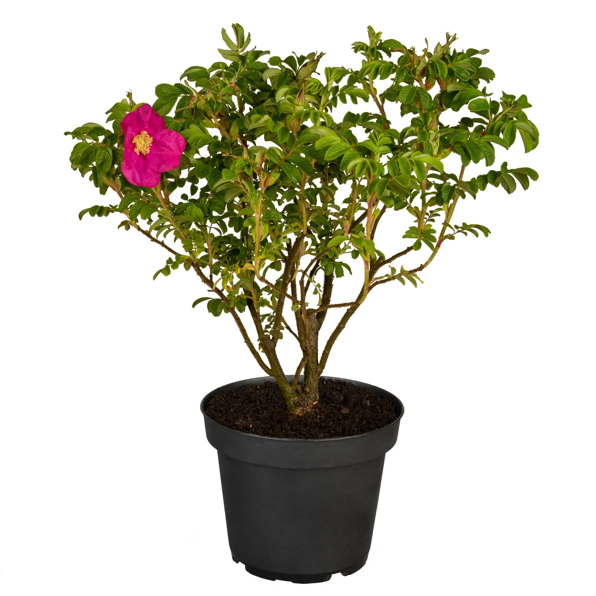 Apfelrose - Image 4