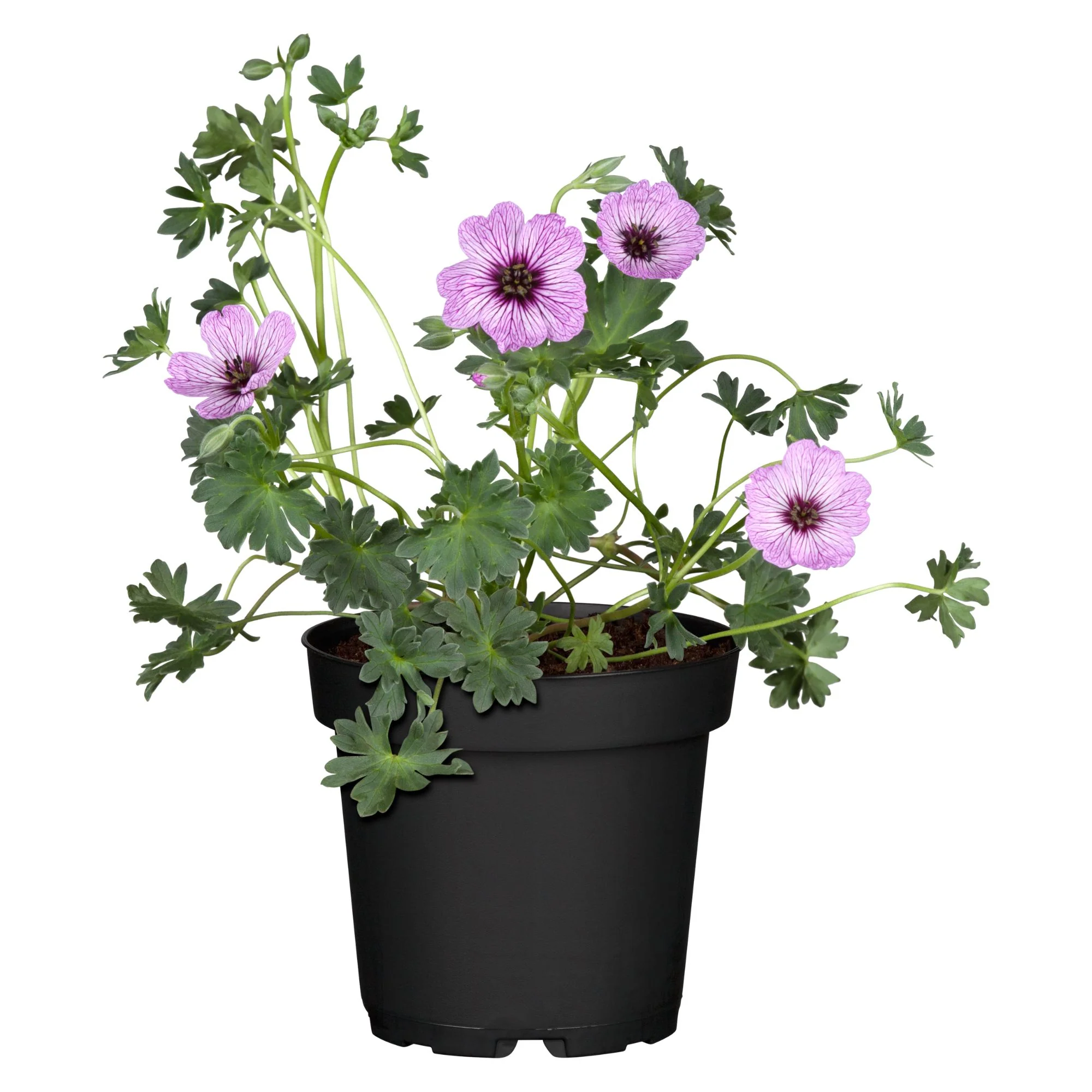 Aschgrauer Storchschnabel 'Ballerina' - Image 2