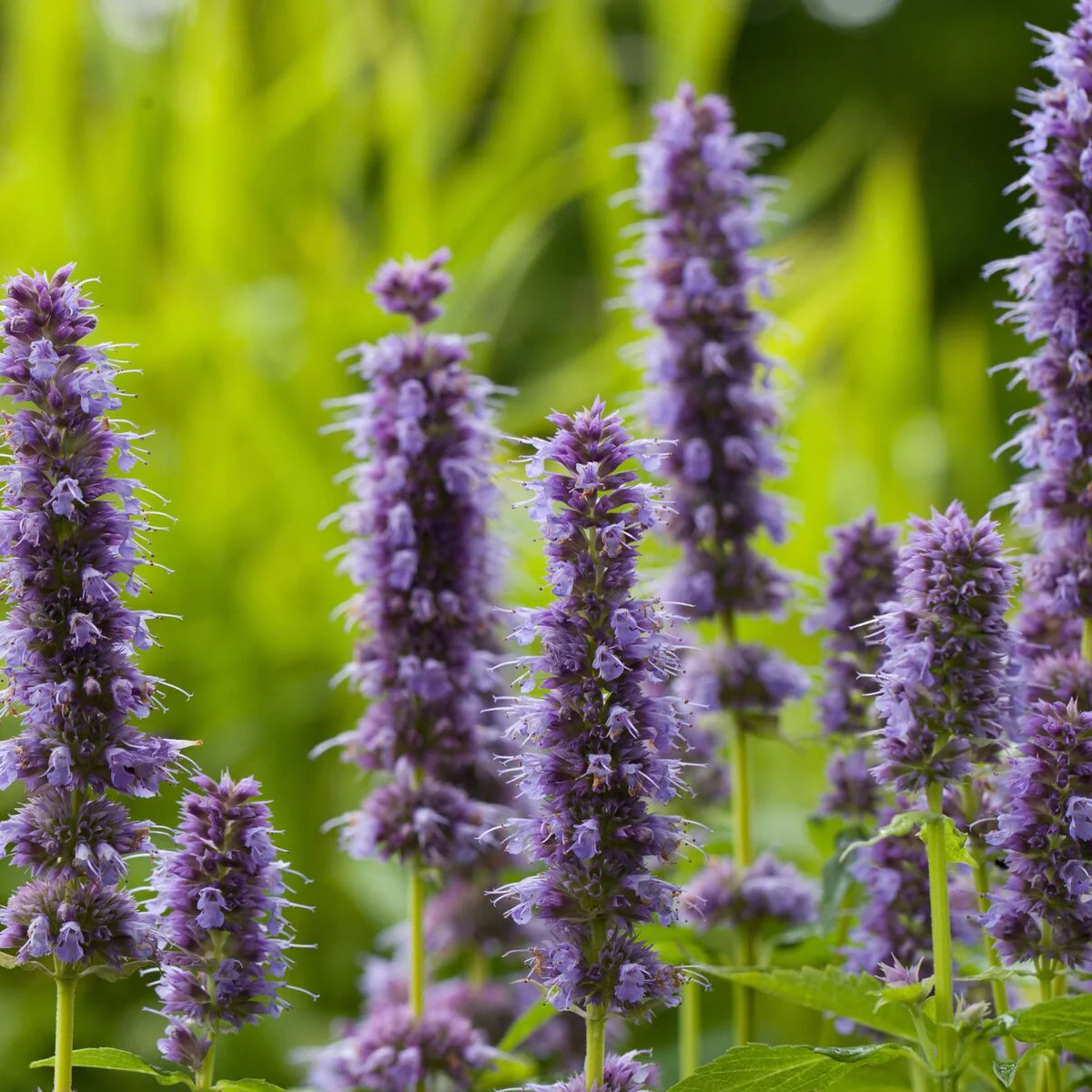 Asiatische Duftnessel 'Blue Fortune'