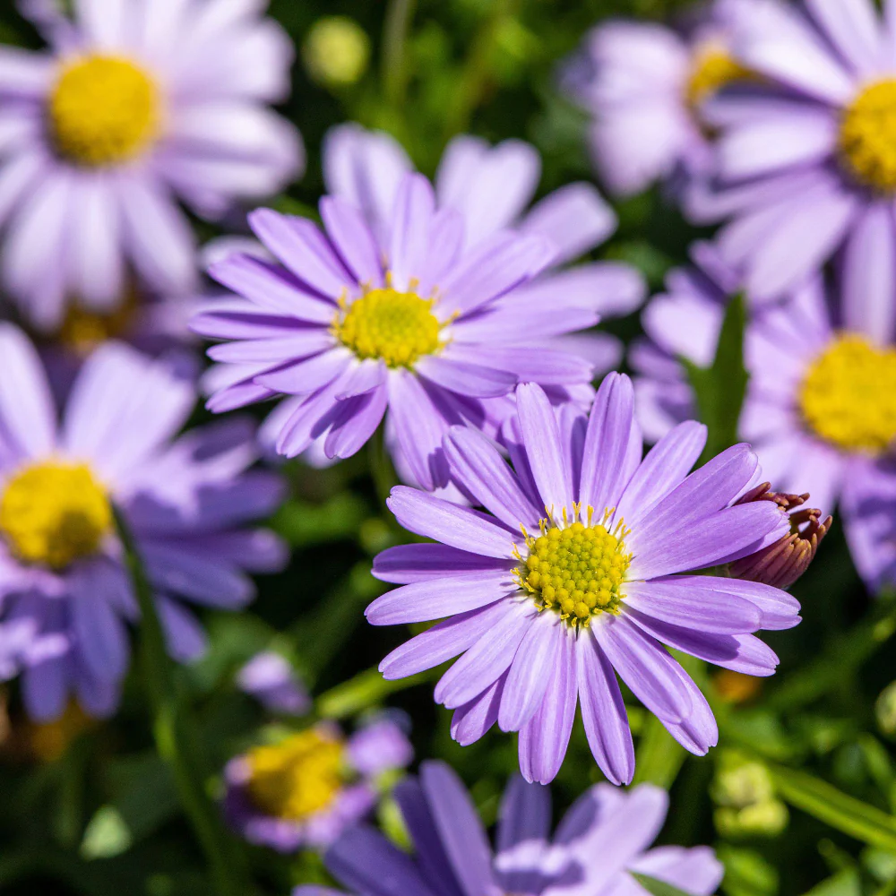 Australisches Gänseblümchen - Image 3