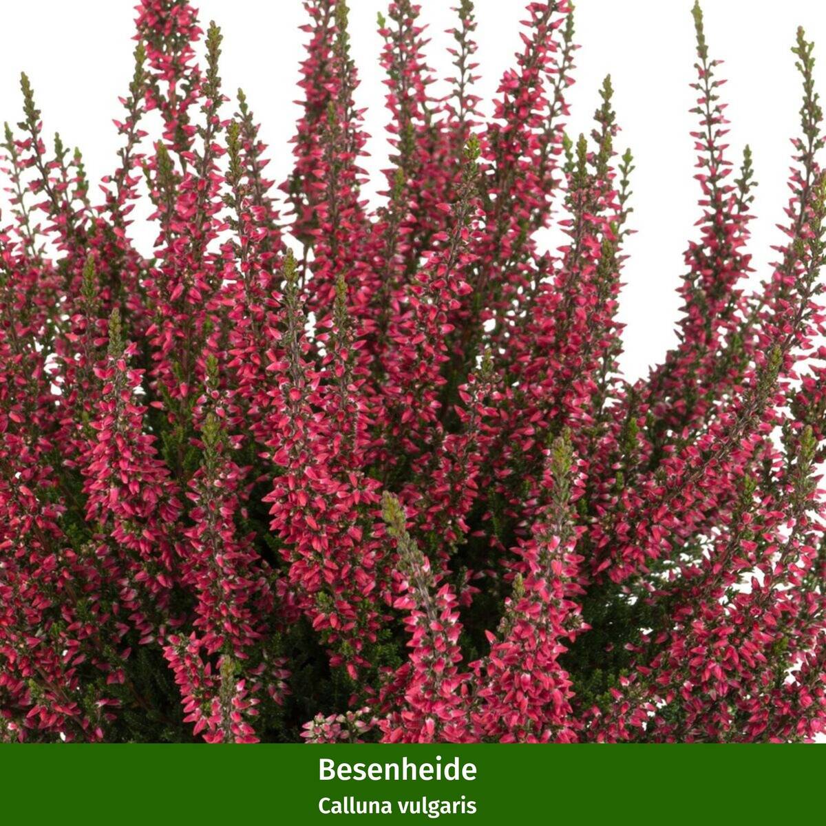Balkonblumen "Alpenherbst" - Image 2