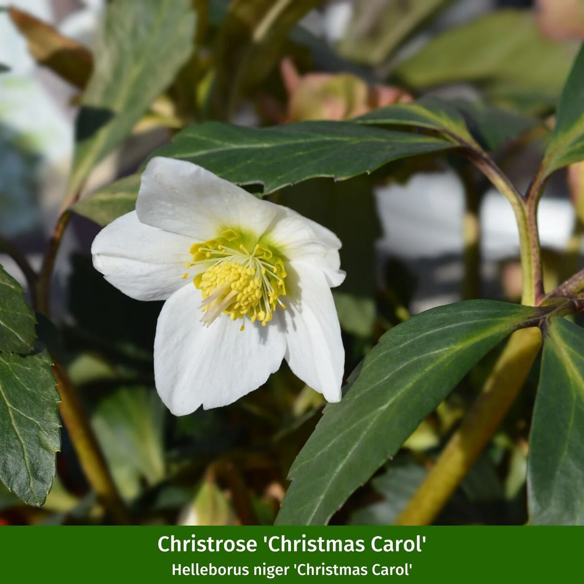 Balkonblumen "Alpiner Winterzauber" - Image 4