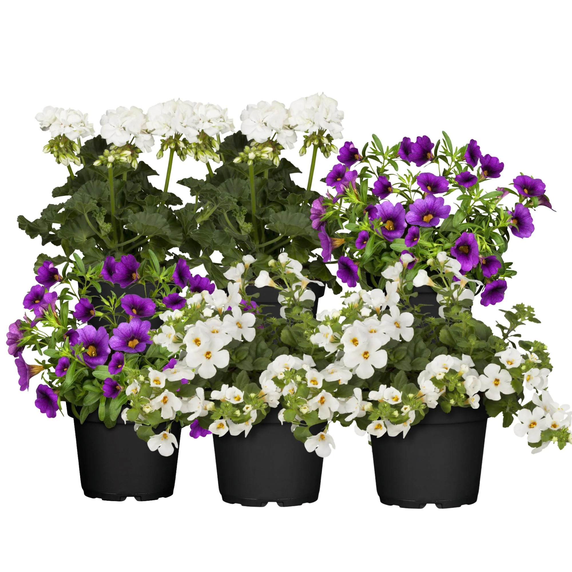 Balkonblumen "Blau-Weiße Sommerkühle" - Image 2