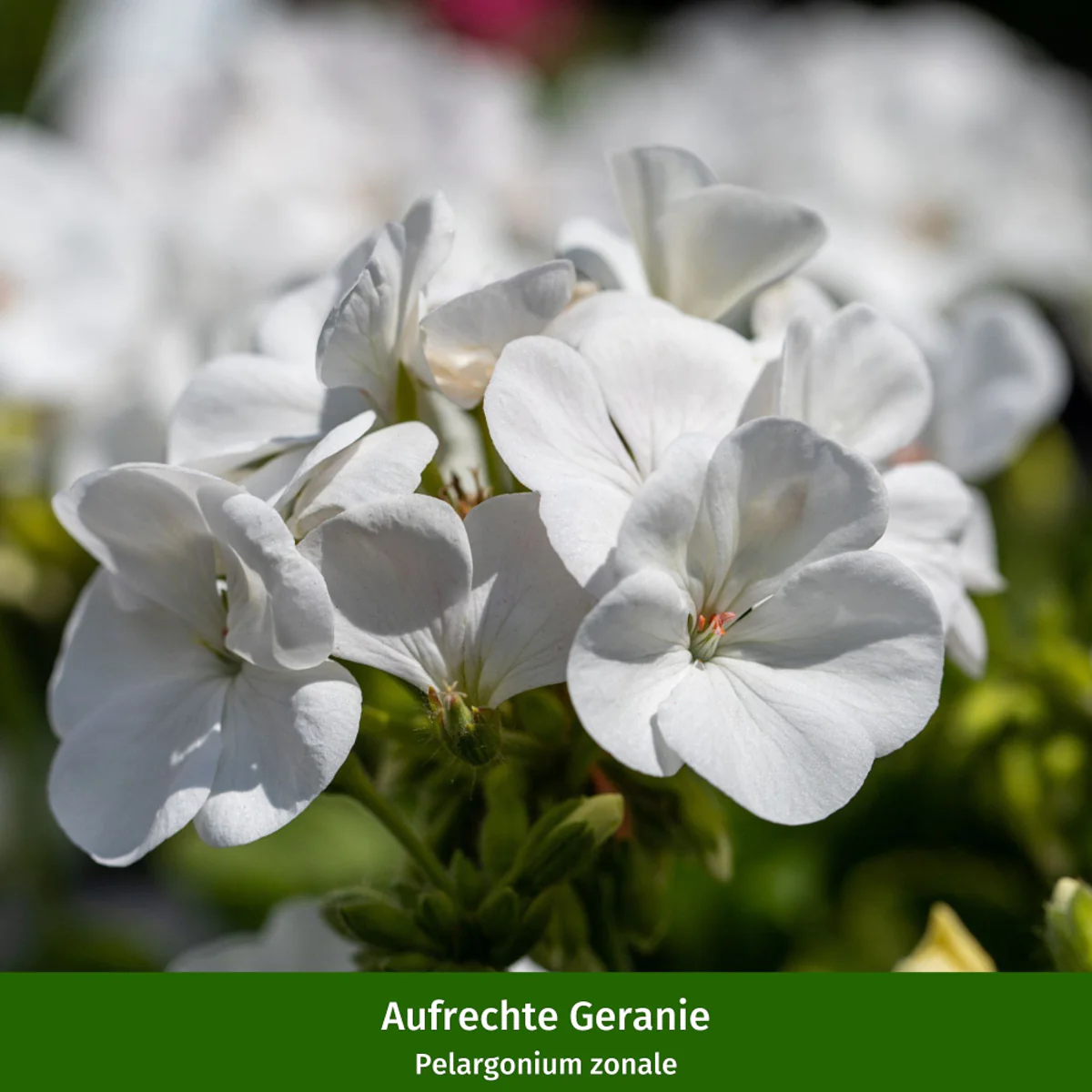 Balkonblumen "Blau-Weiße Sommerkühle" - Image 3