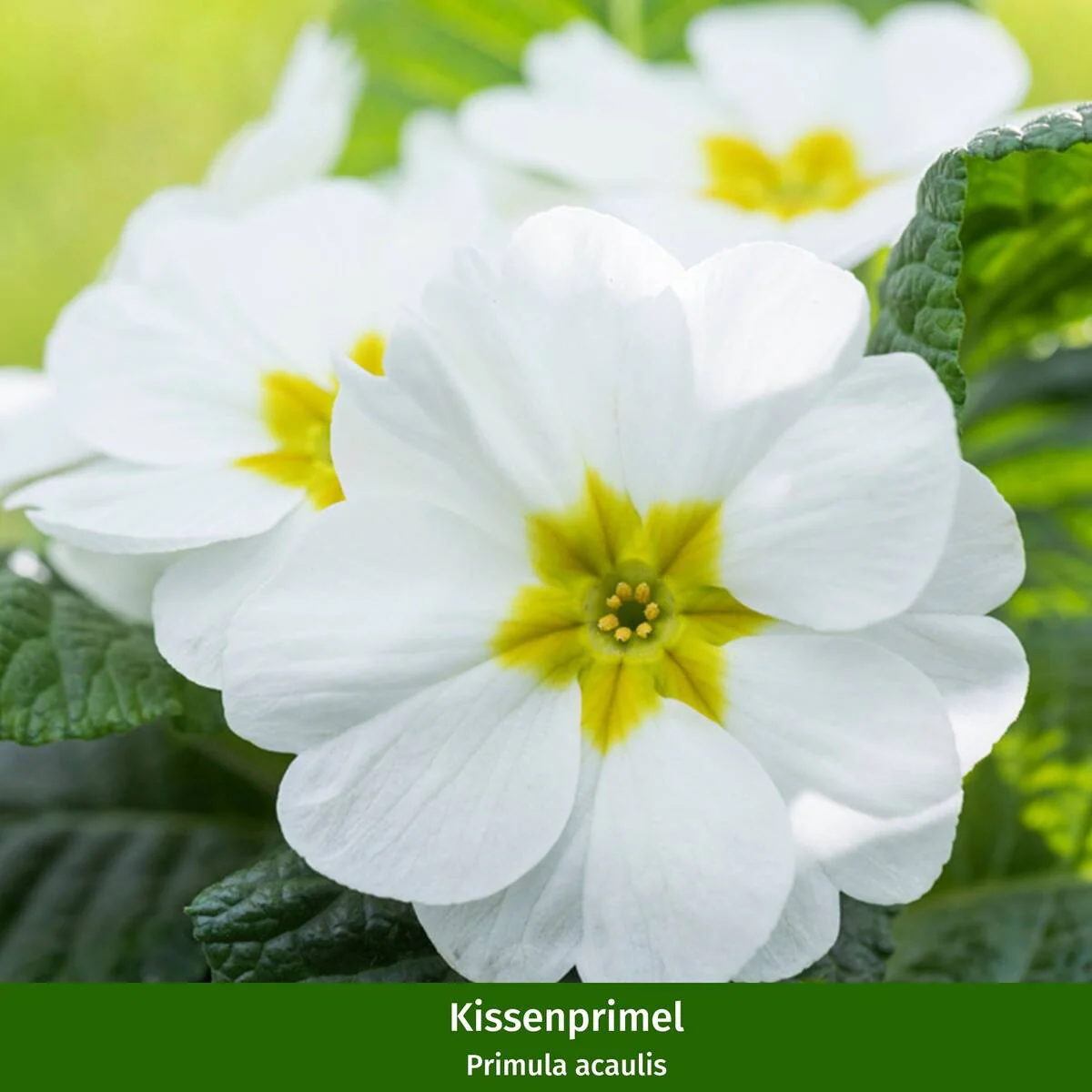 Balkonblumen "Blau-Weißes Frühlingsgeflüster" - Image 4