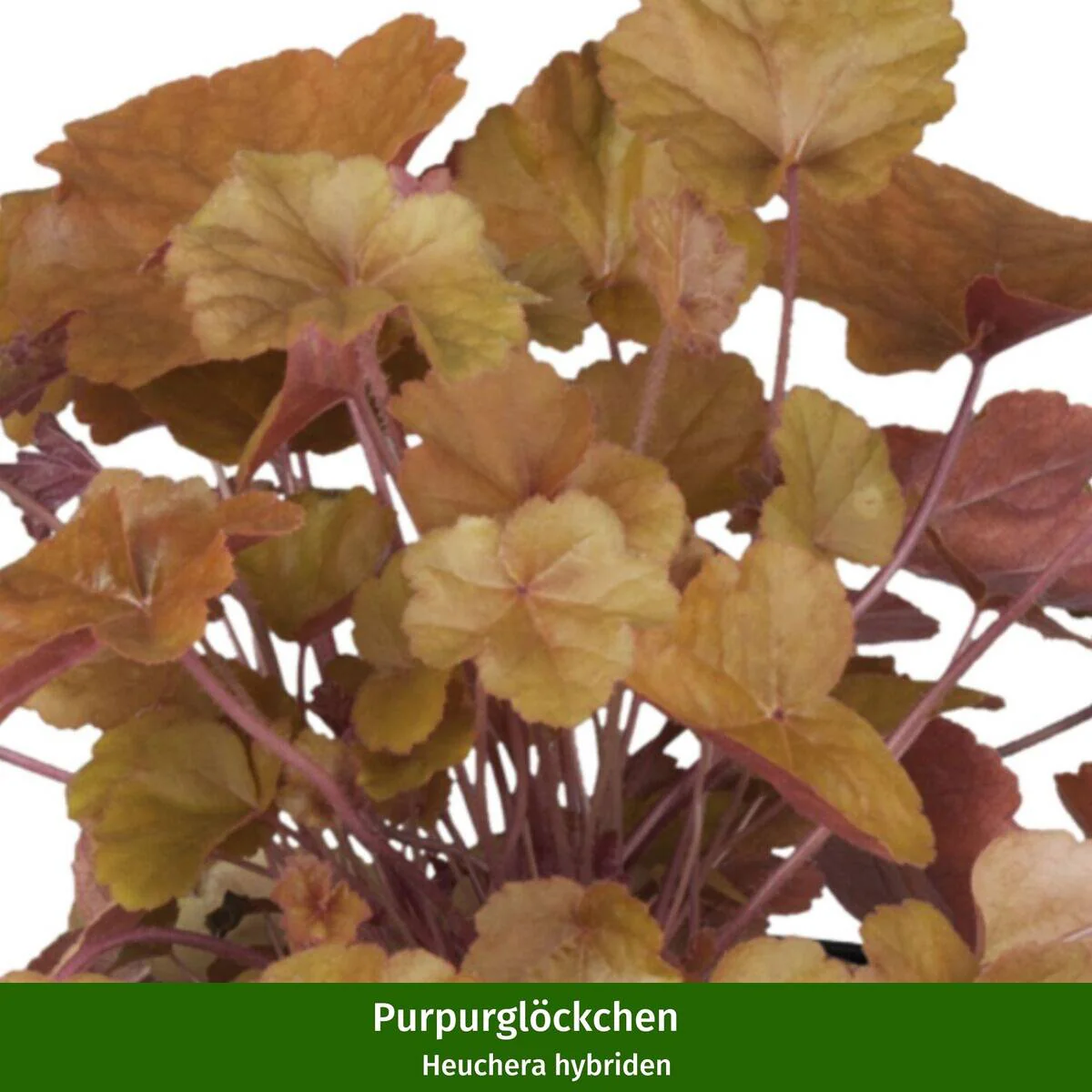 Balkonblumen "Blühender Herbstmoment" - Image 7