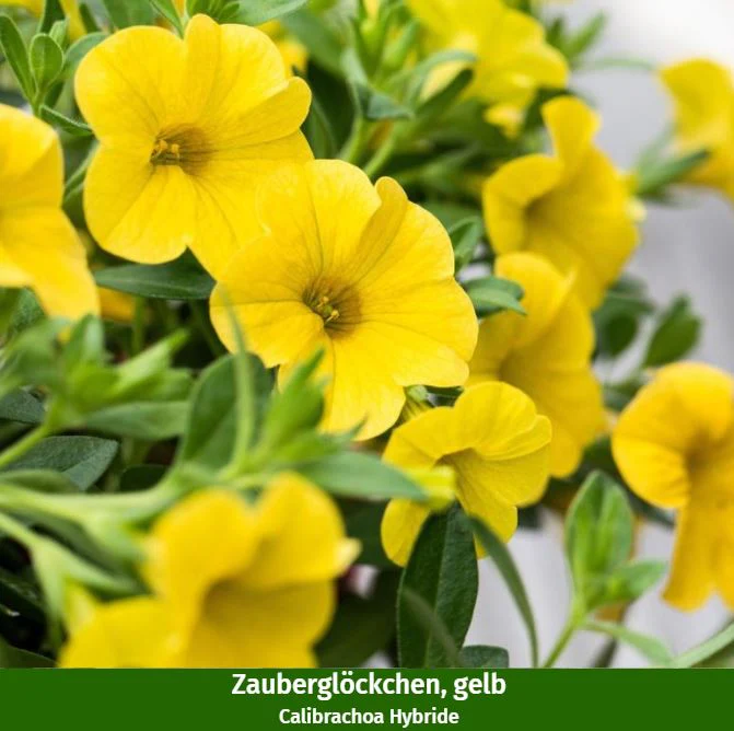 Balkonblumen "Blühender Sommer" - Image 4