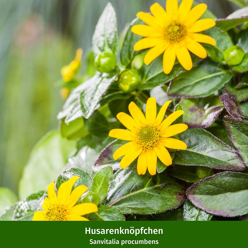 Balkonblumen "Blühfreudige Sonnenlieblinge" - Image 2