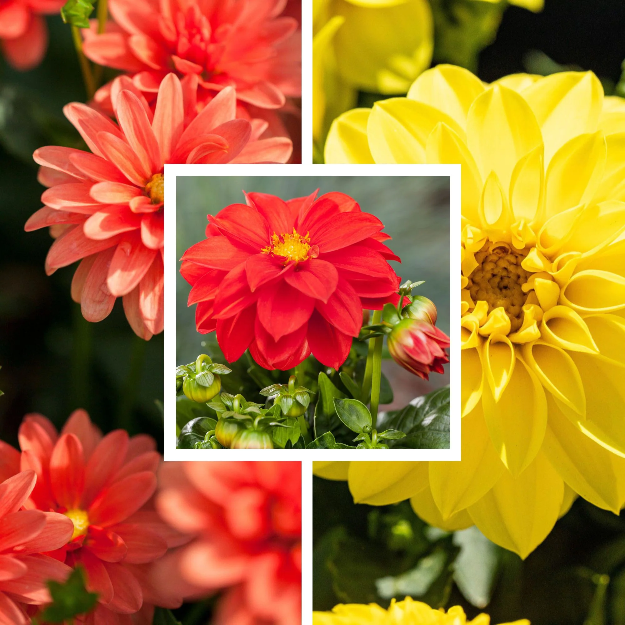 Balkonblumen "Blütenfeuer Dahlien"