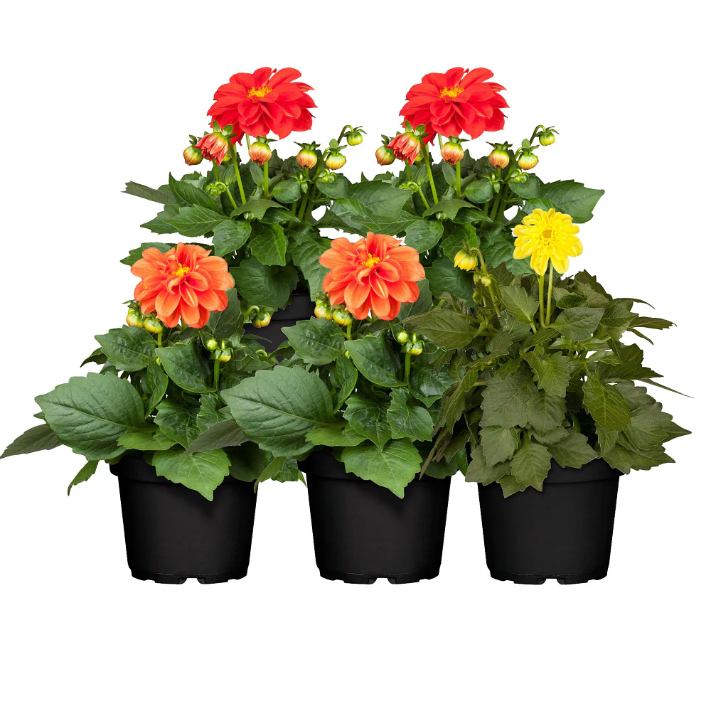 Balkonblumen "Blütenfeuer Dahlien" - Image 2