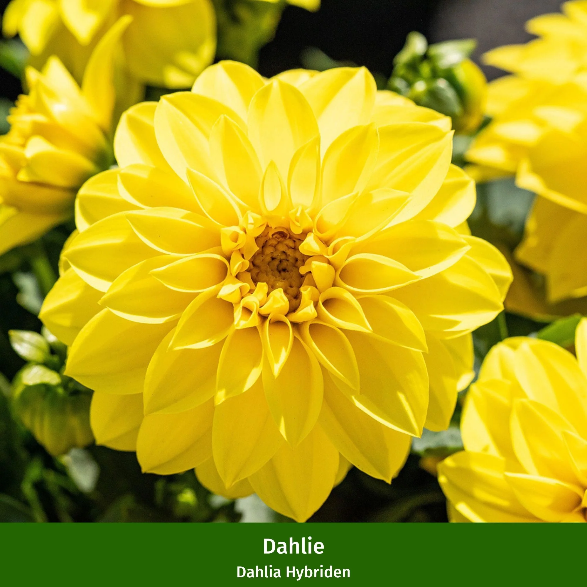 Balkonblumen "Blütenfeuer Dahlien" - Image 5