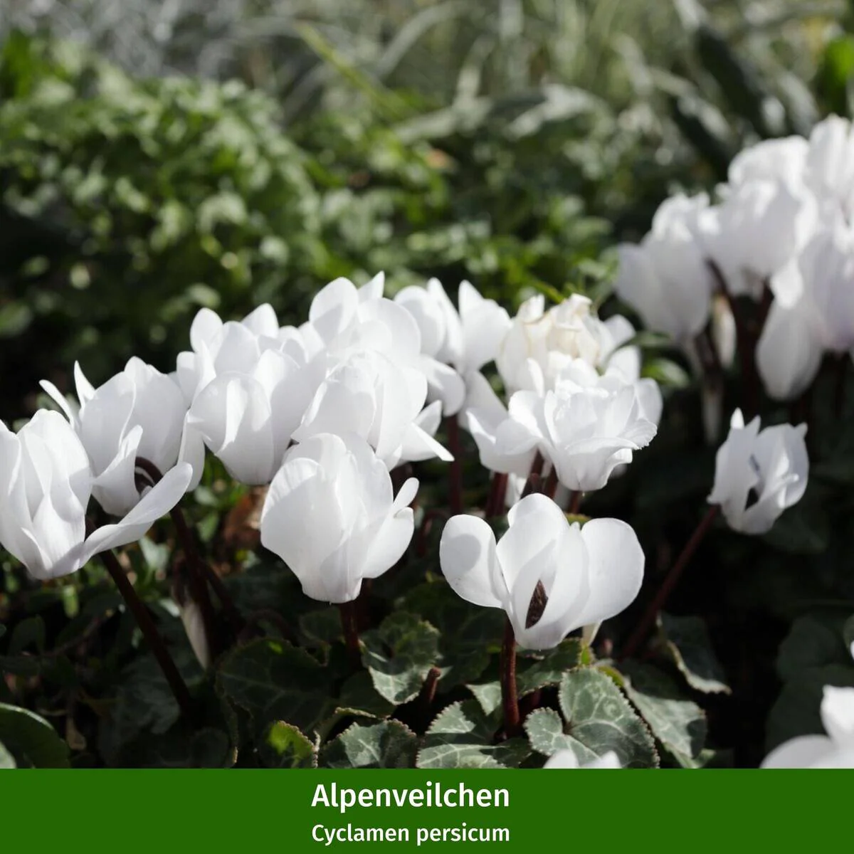 Balkonblumen "Blütenpracht in Purpur" - Image 6