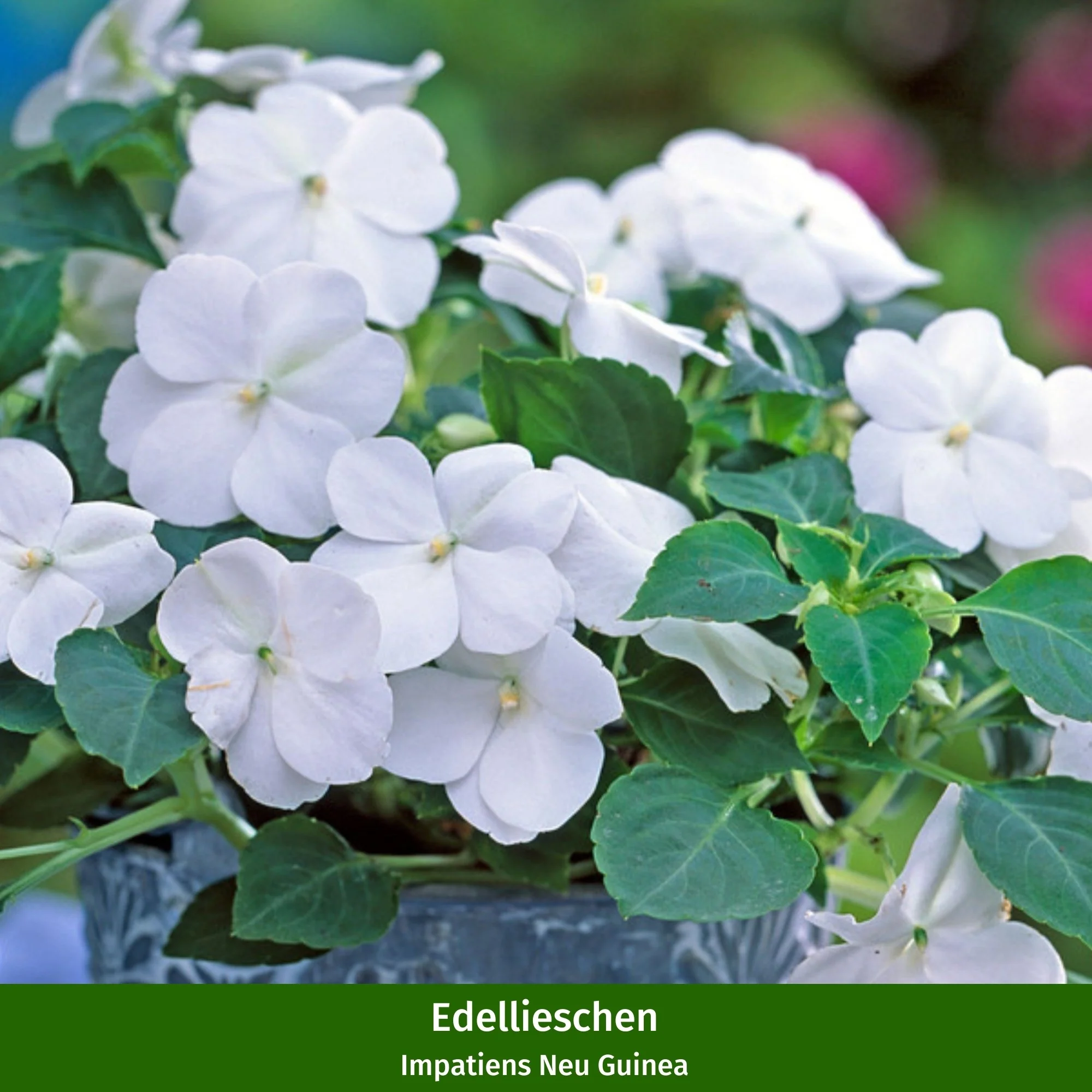 Balkonblumen "Blütentraum im Schatten" - Image 7