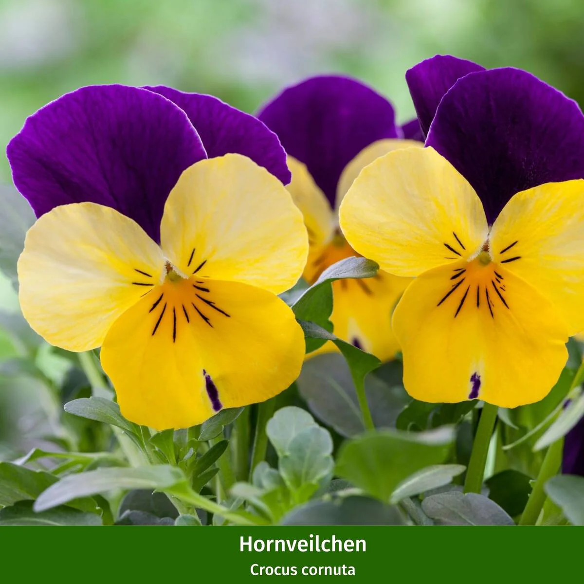 Balkonblumen "Bunte Frühlingsidylle" - Image 3