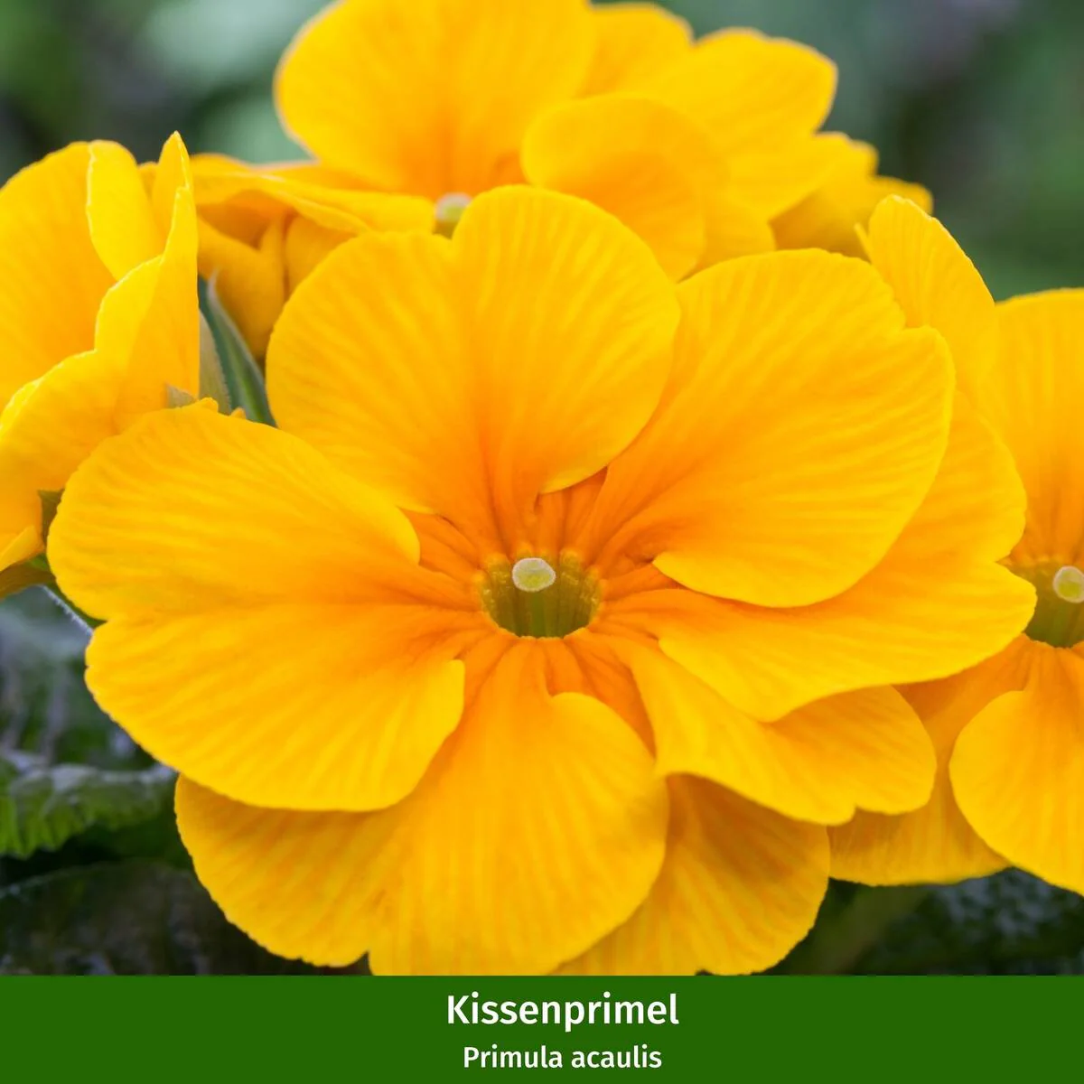 Balkonblumen "Bunter Frühlingsgarten" - Image 5