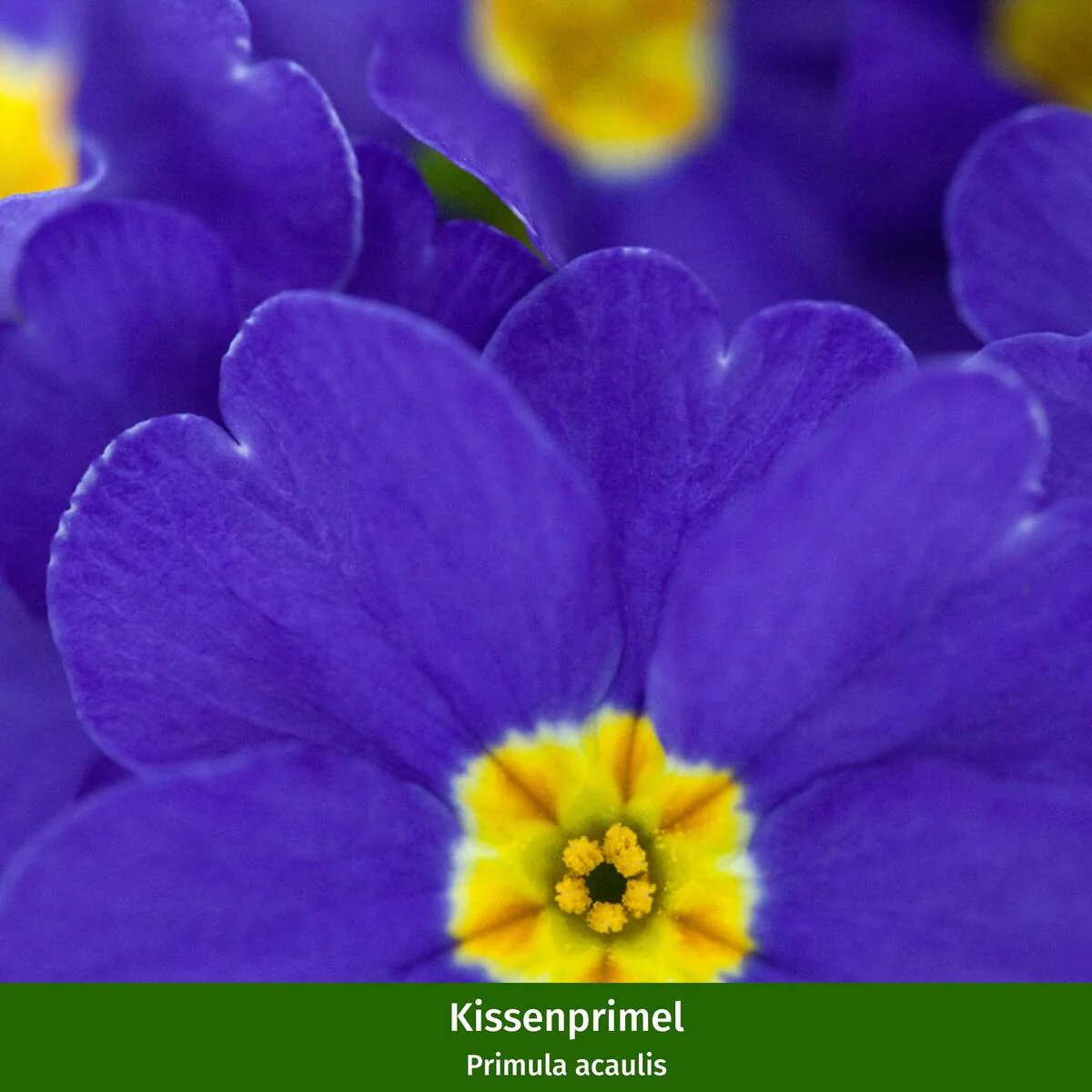 Balkonblumen "Bunter Frühlingsgarten" - Image 7