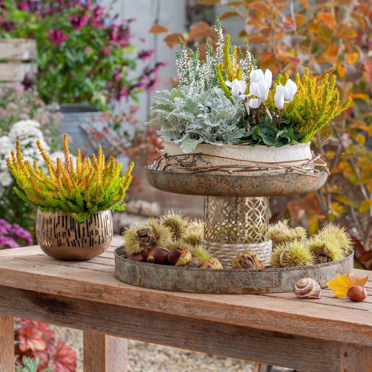 Balkonblumen "Bunter Herbst"