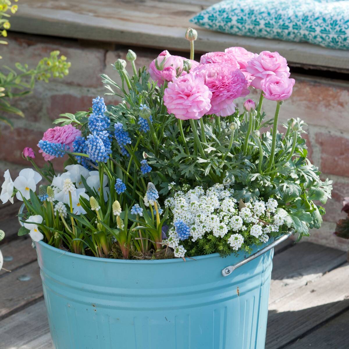 Balkonblumen "Charmante Frühlingsblumen"