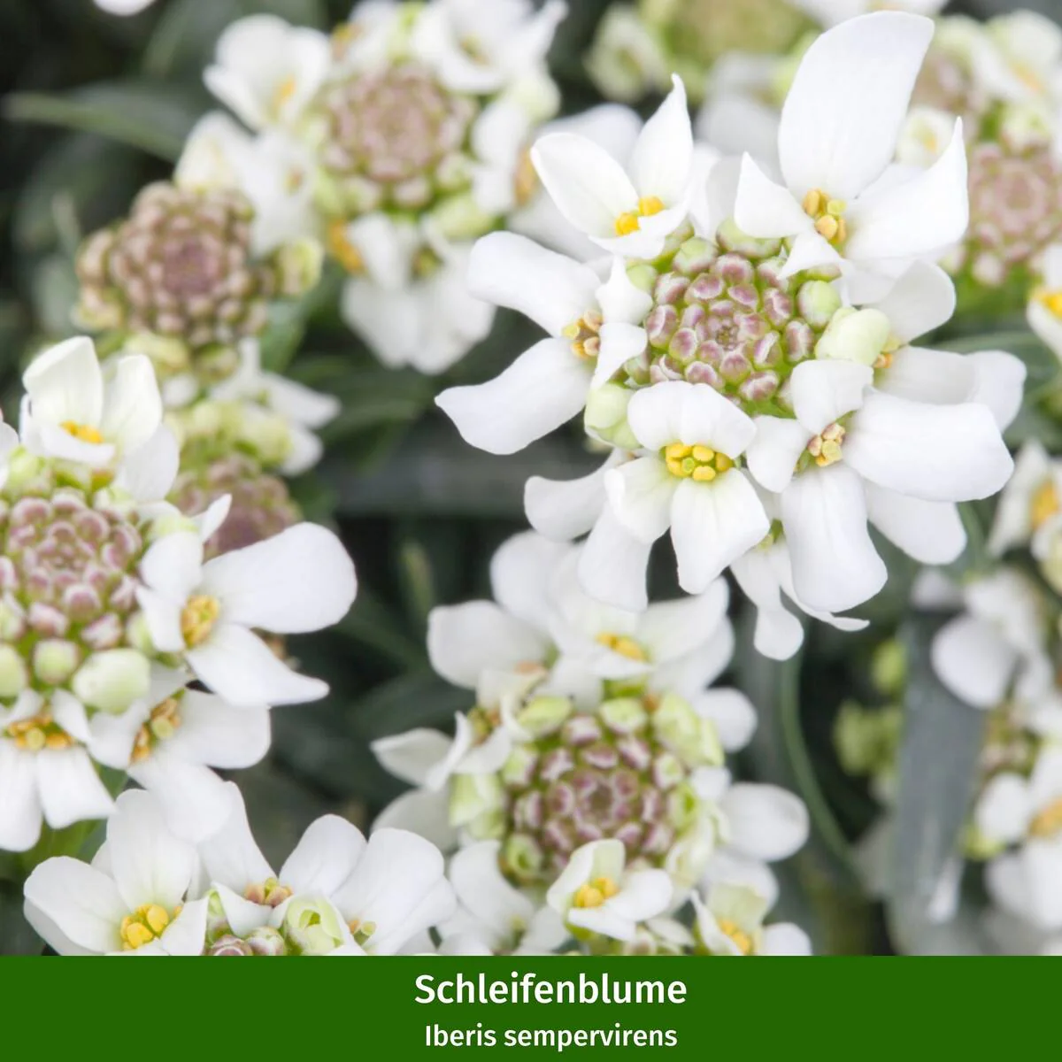 Balkonblumen "Charmante Frühlingsblumen" - Image 6