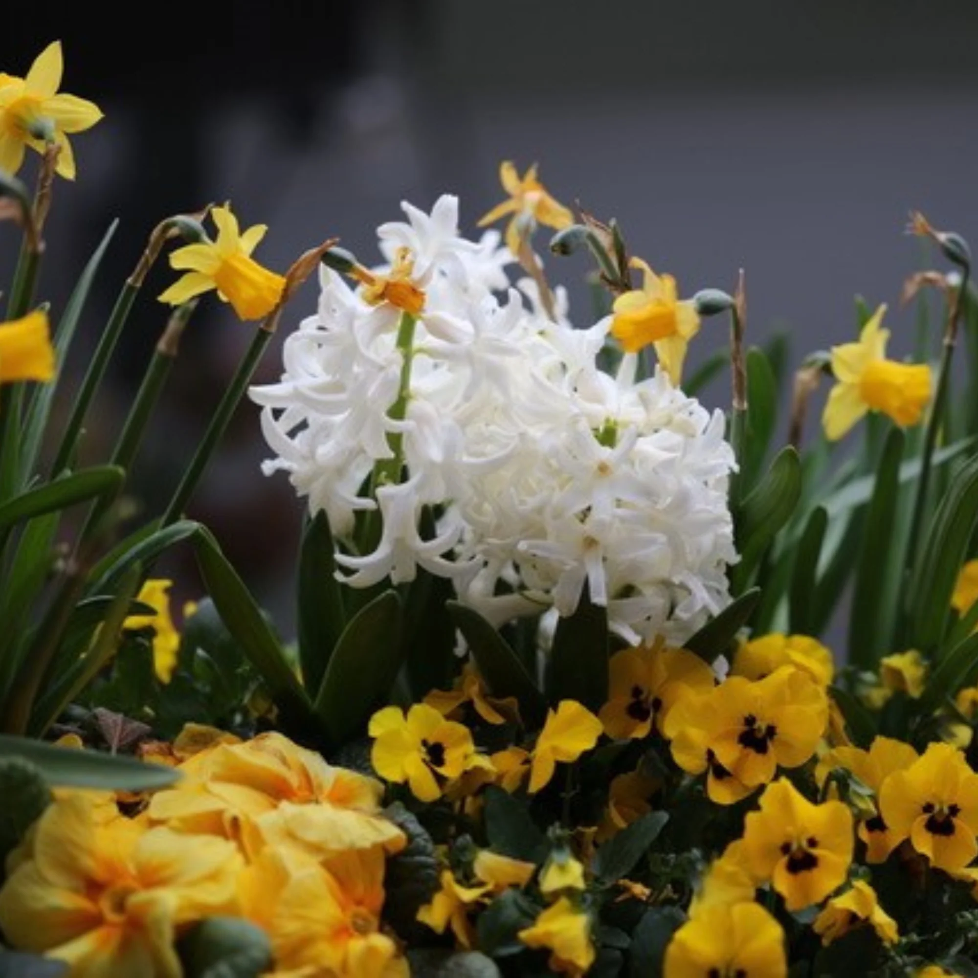 Balkonblumen "Charmanter Frühlingsgarten" - Image 2