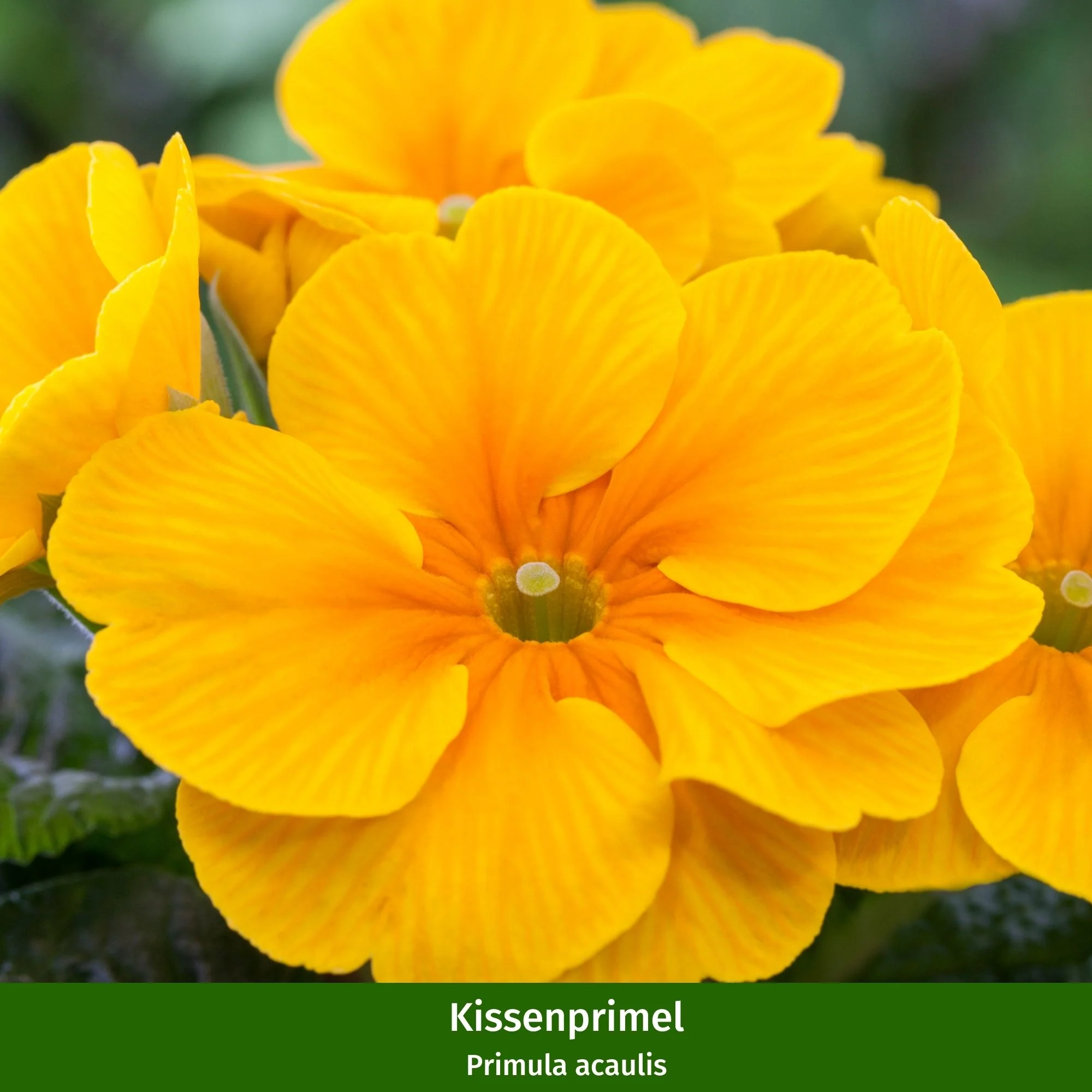Balkonblumen "Charmanter Frühlingsgarten" - Image 8