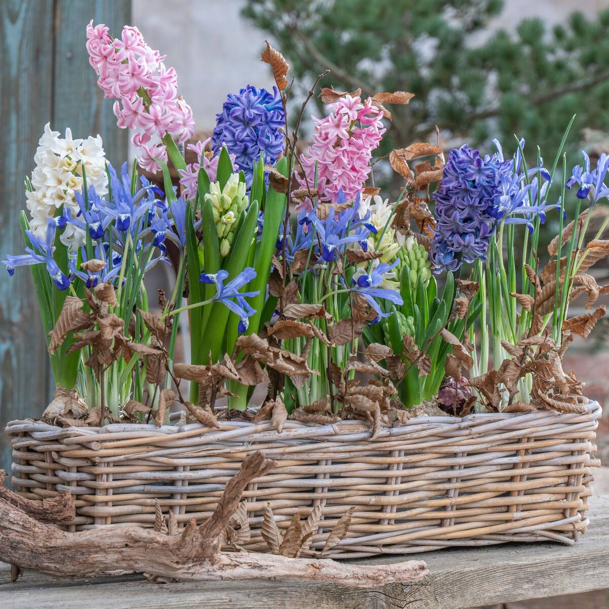 Balkonblumen "Charmantes Frühlingserwachen"