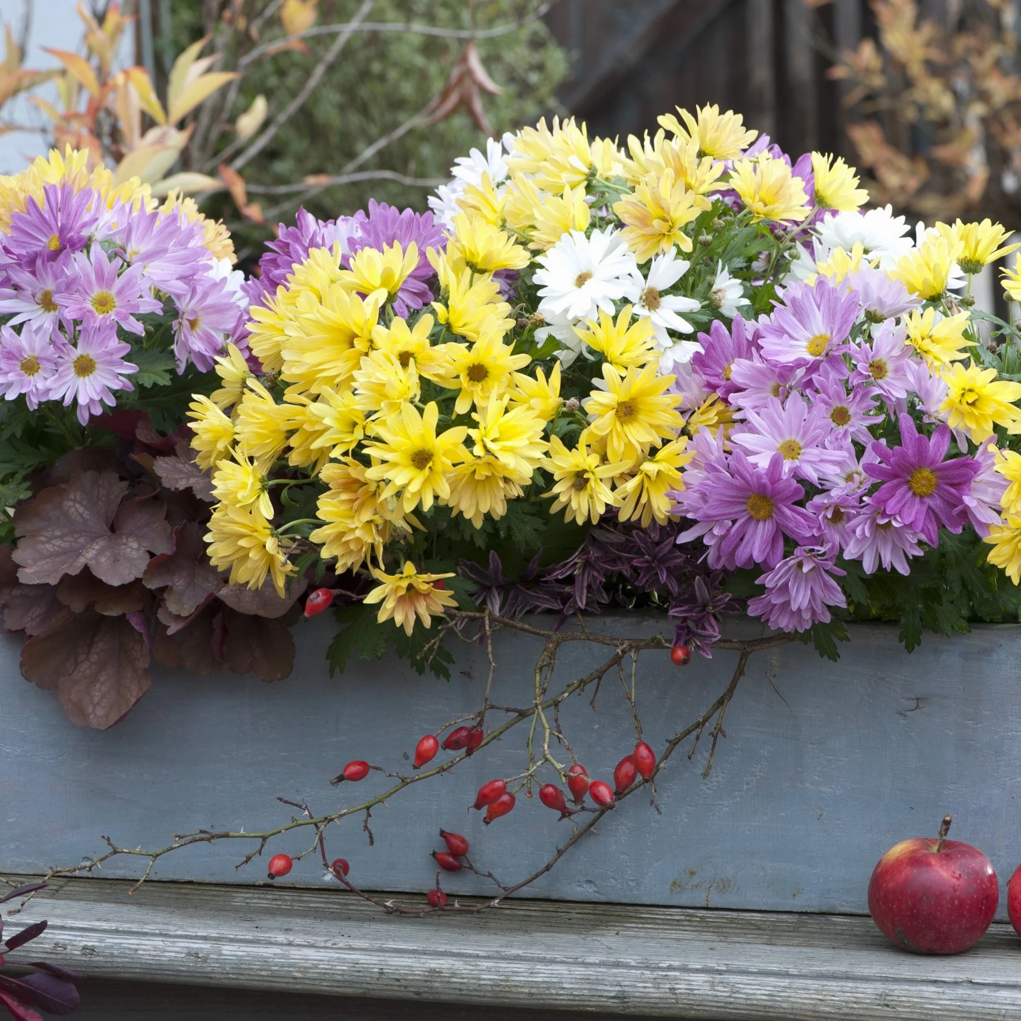 Balkonblumen "Chrysanthemen-Traum"