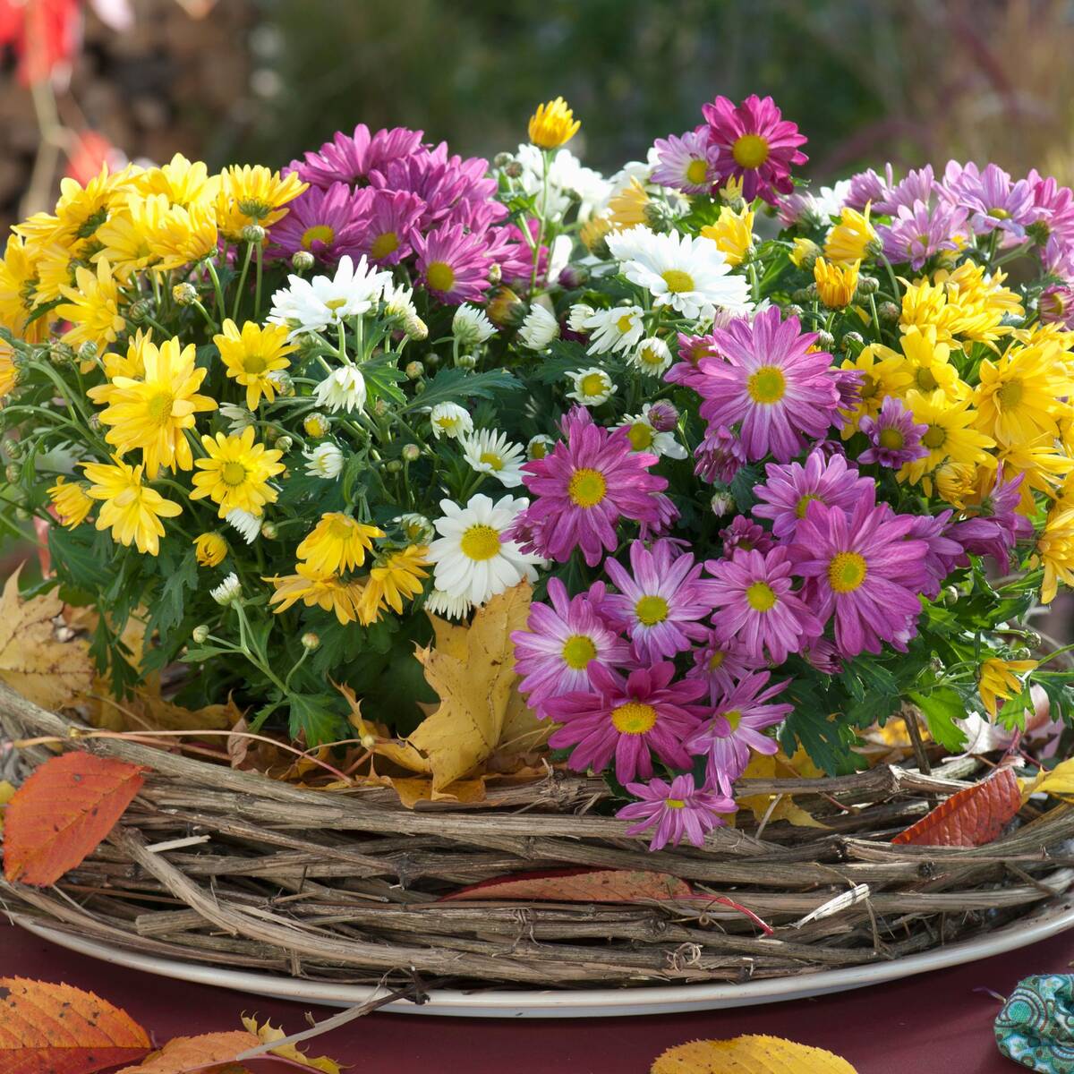 Balkonblumen "Chrysanthemenherbst"
