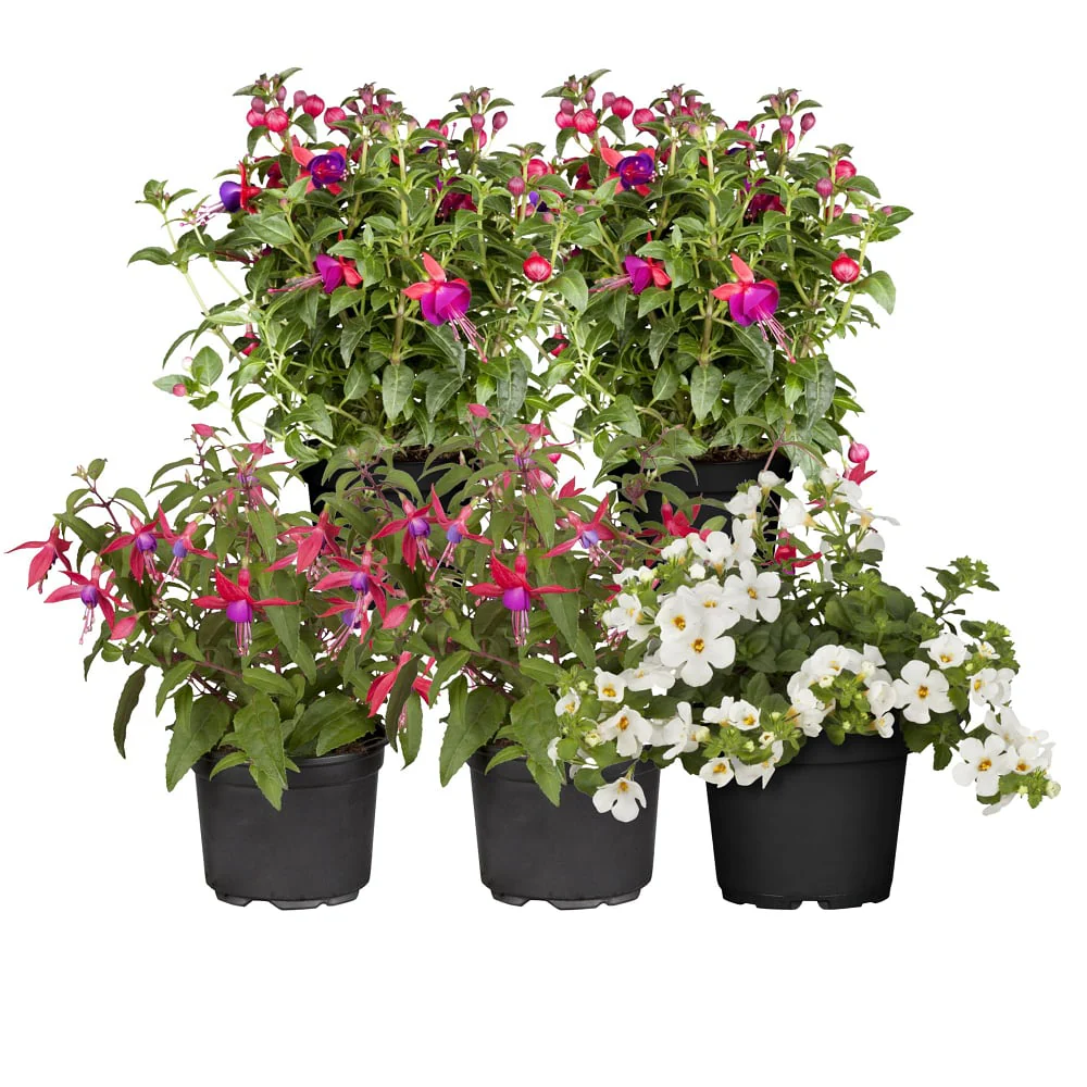 Balkonblumen "Dauerblühende Schattenkünstler" - Image 2