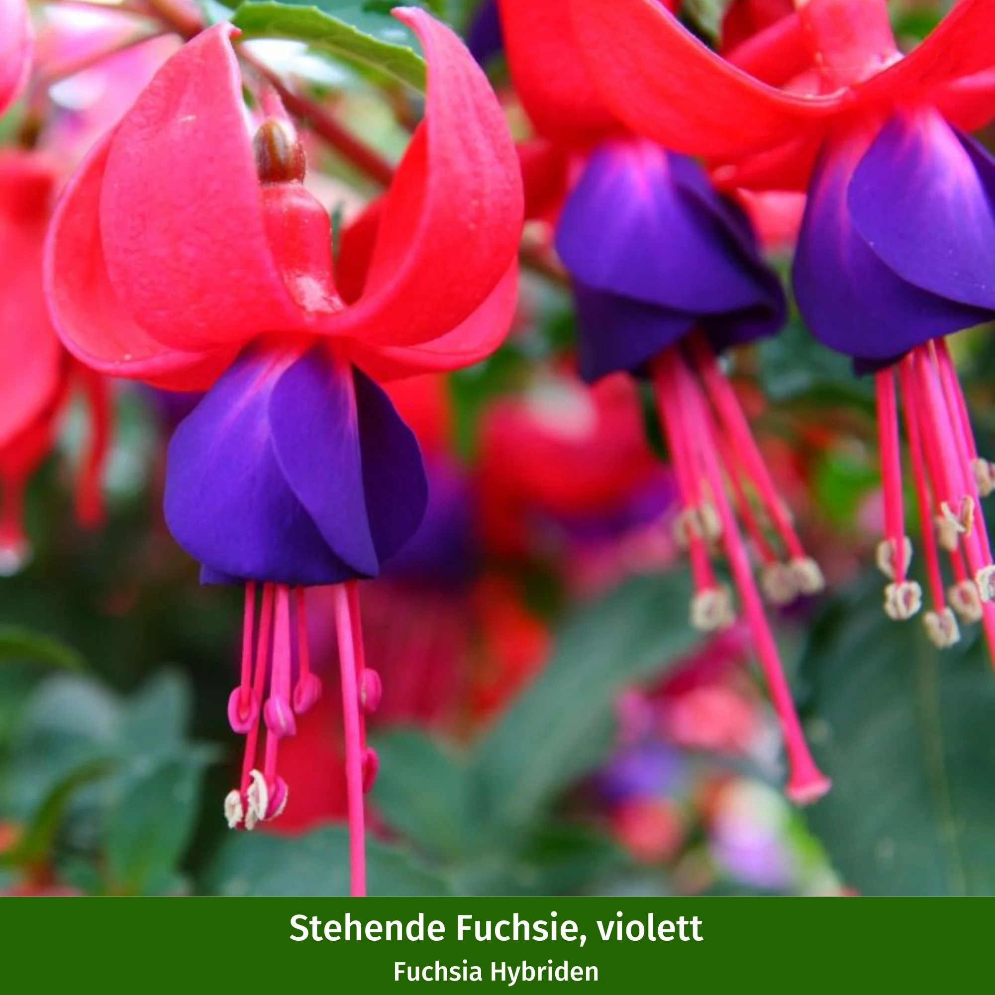 Balkonblumen "Dauerblühende Schattenkünstler" - Image 4
