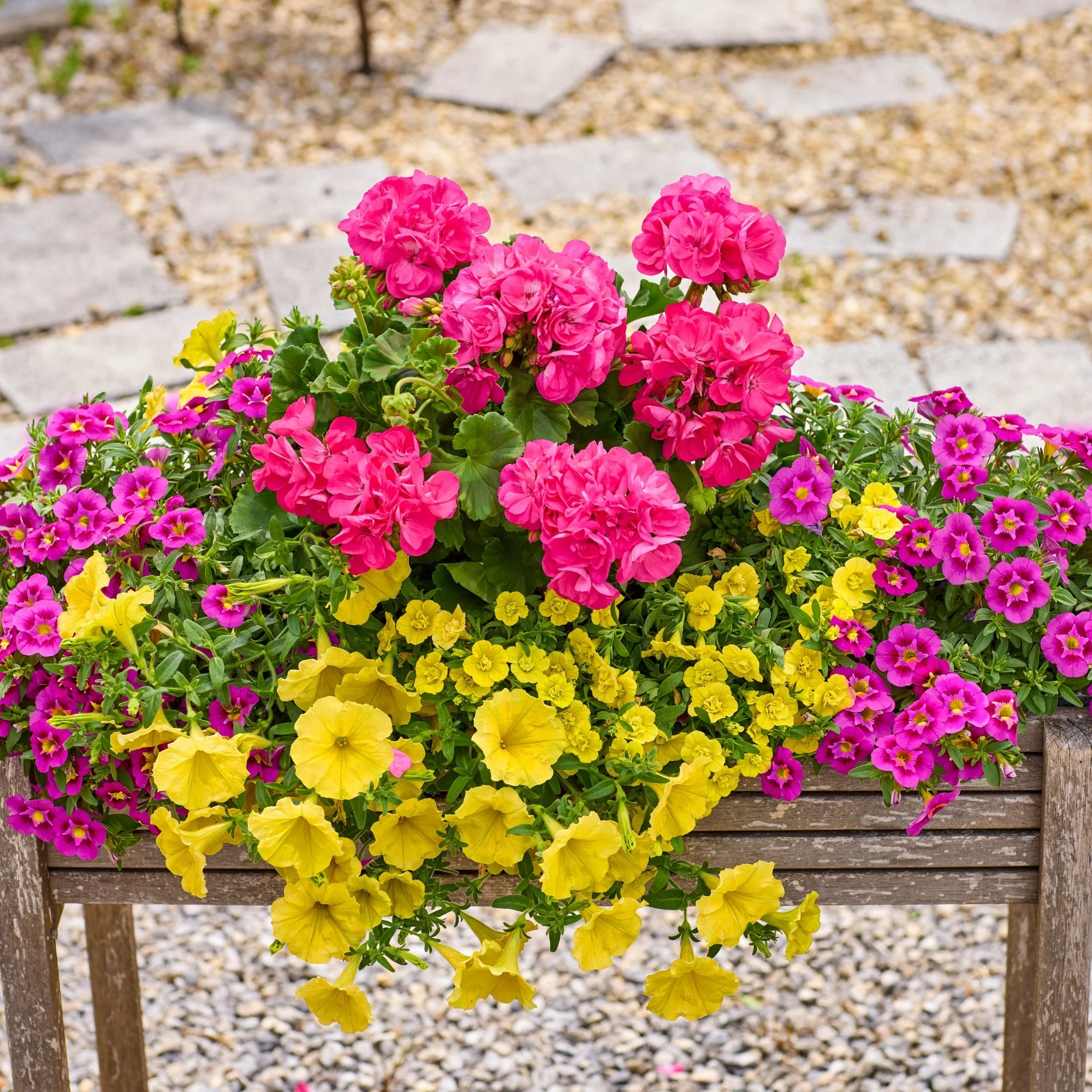 Balkonblumen "Endlose Blütenoase“ - Image 4