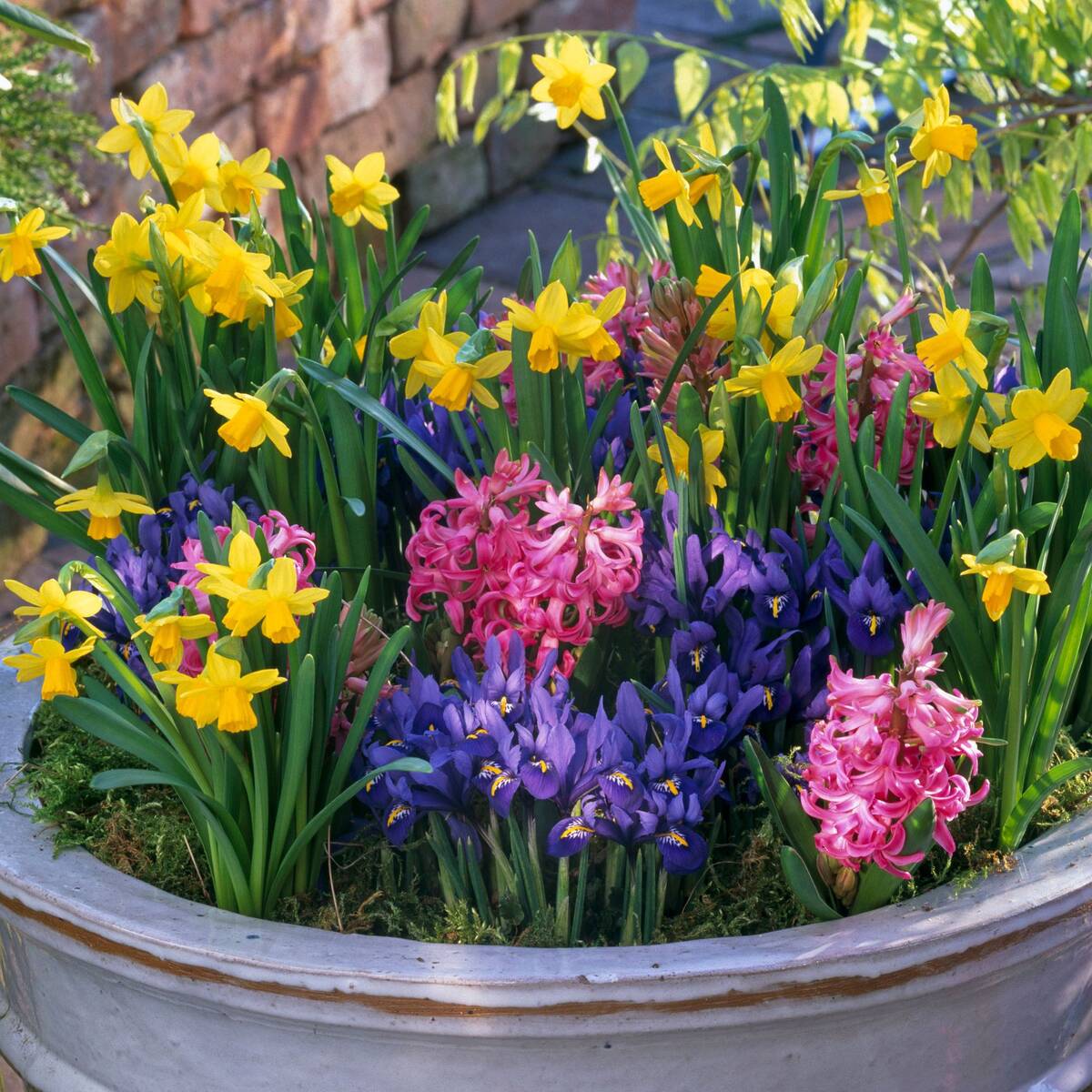 Balkonblumen "Farbenfrohe Frühlingsblumen"
