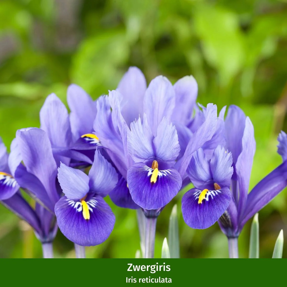 Balkonblumen "Farbenfrohe Frühlingsblumen" - Image 4