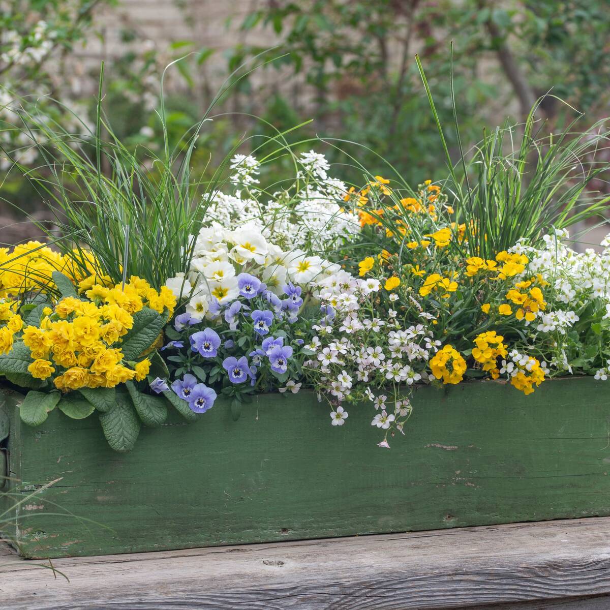 Balkonblumen "Farbenfrohe Frühlingsboten"