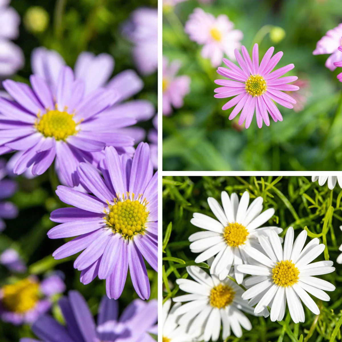 Balkonblumen "Farbenfrohe Gänseblümchen"