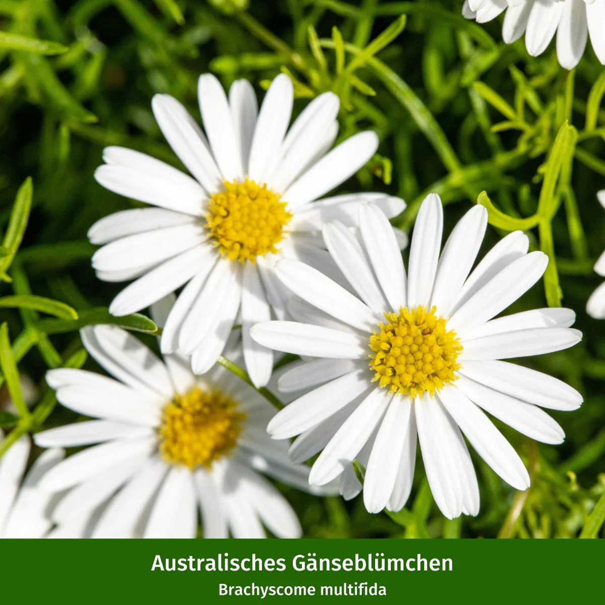 Balkonblumen "Farbenfrohe Gänseblümchen" - Image 4