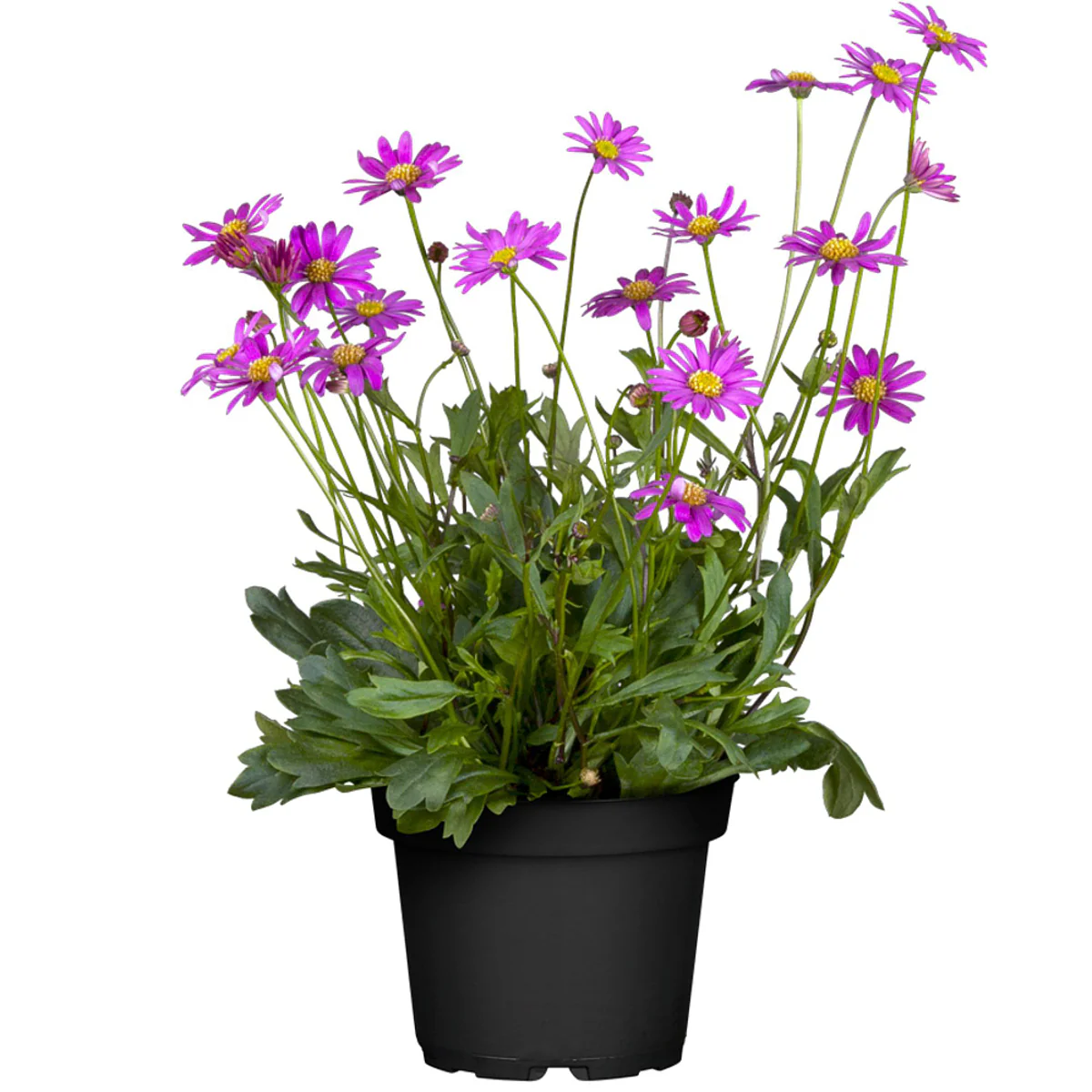 Balkonblumen "Farbenfrohe Gänseblümchen" - Image 5