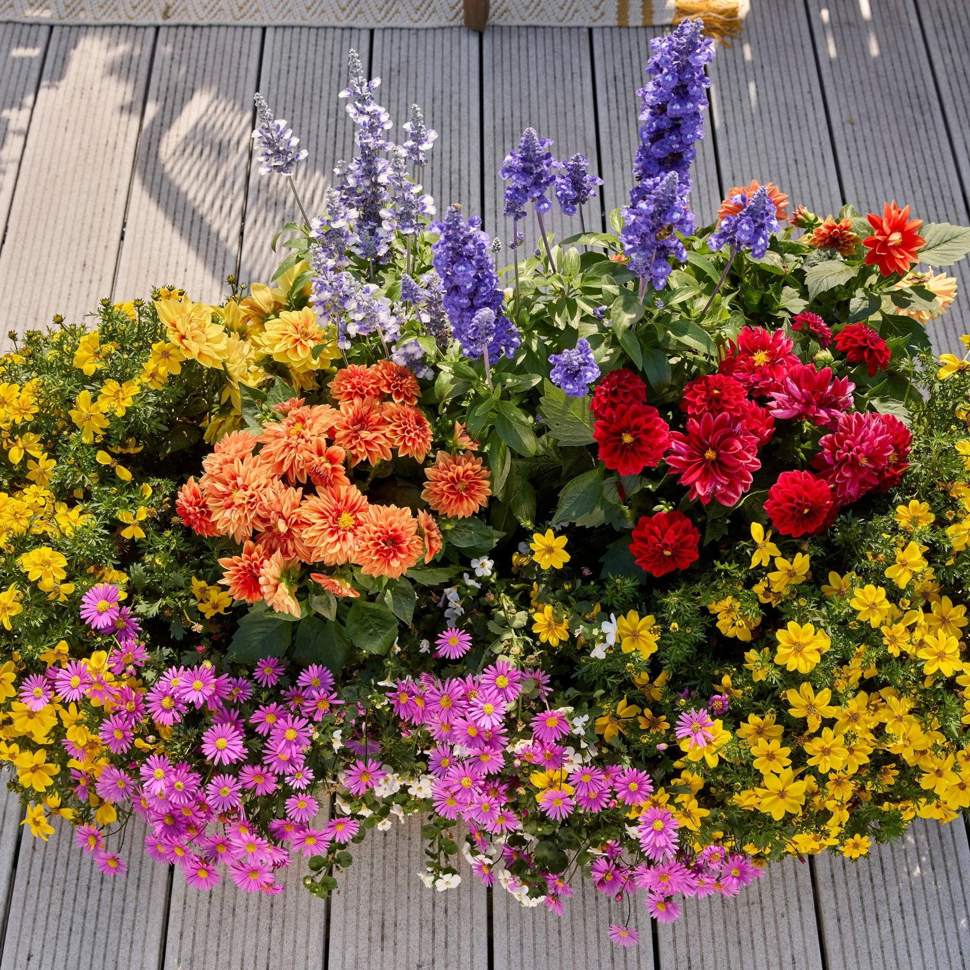 Balkonblumen "Farbenfroher Bienenmagnet" - Image 4