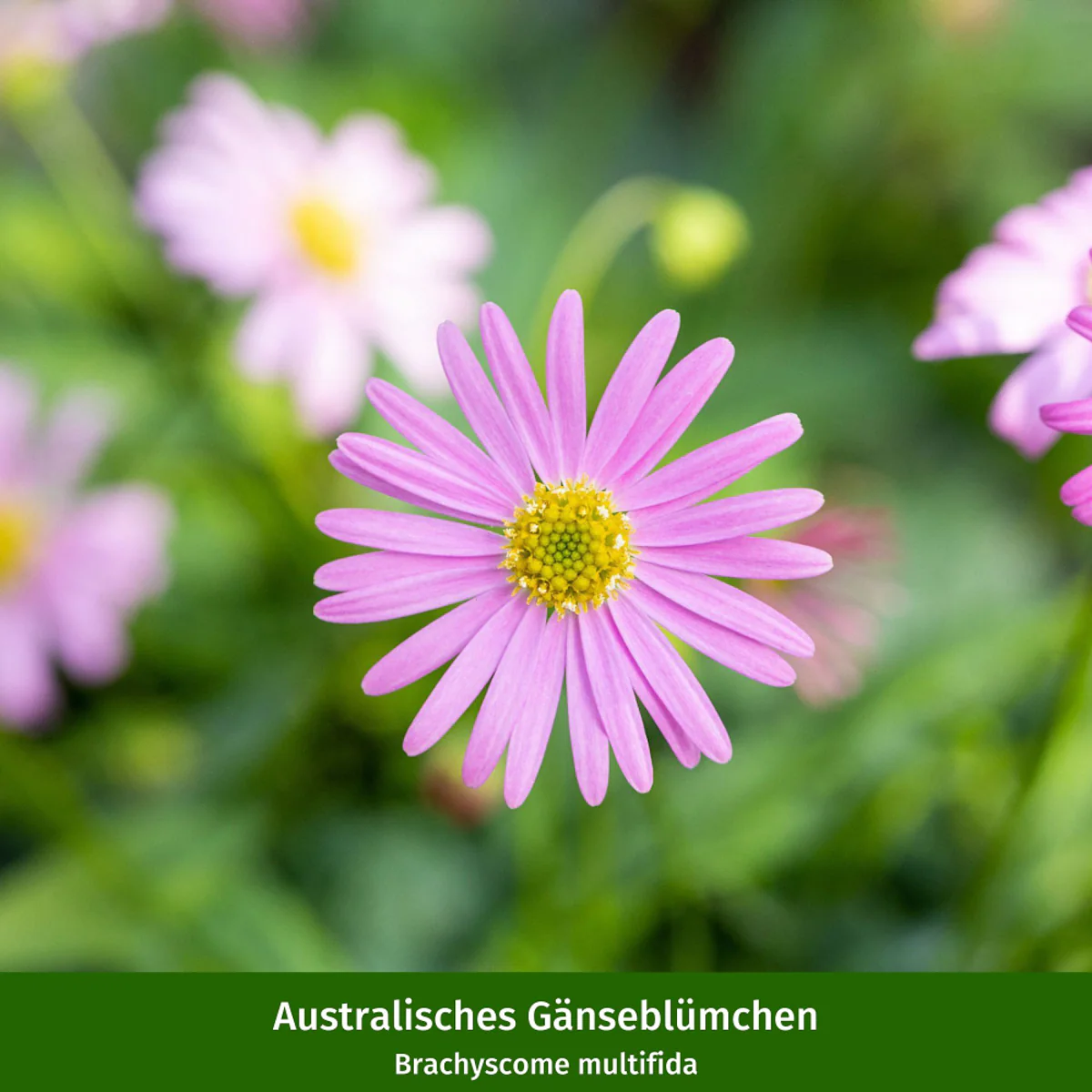 Balkonblumen "Farbenfroher Bienenmagnet" - Image 7