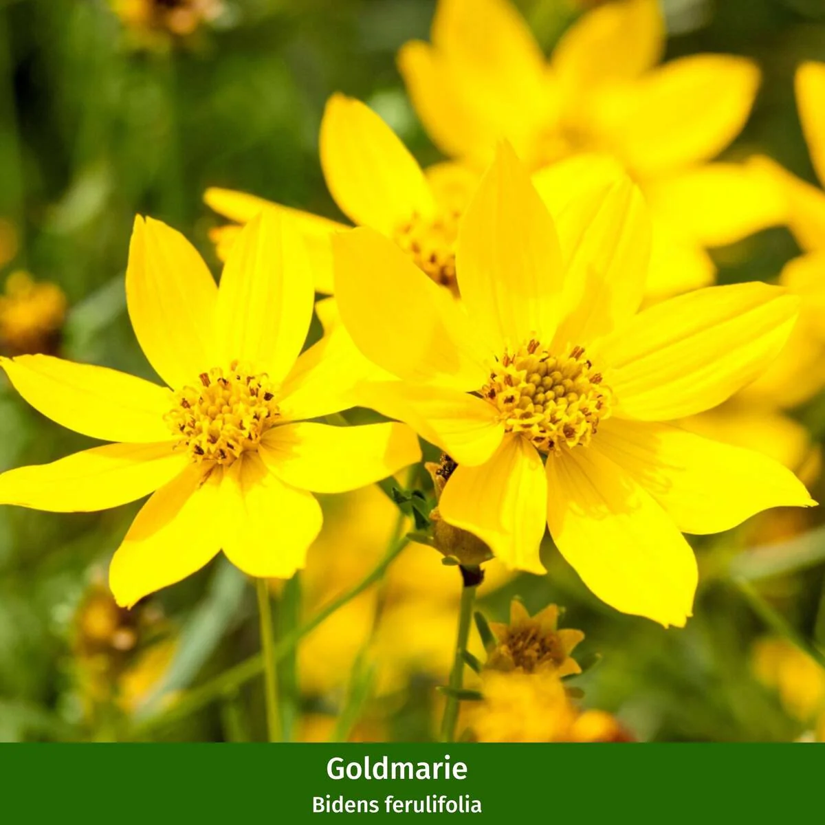 Balkonblumen "Sommerbalkon" - Image 2