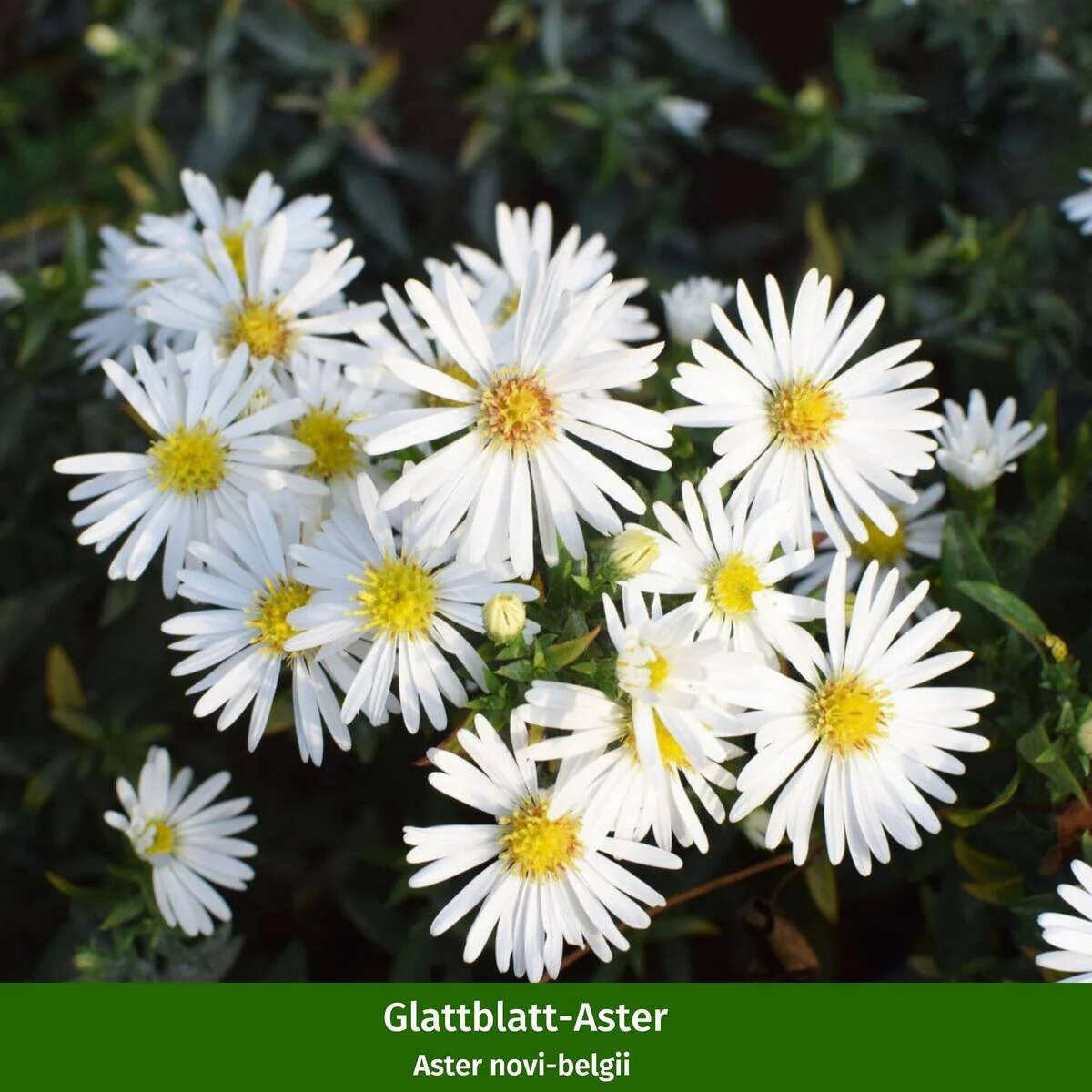 Balkonblumen "Farbenfroher Herbst" - Image 3