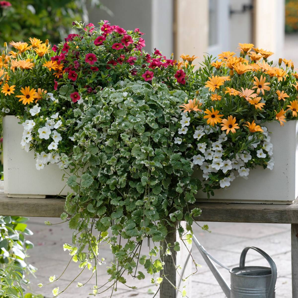 Balkonblumen "Farbenfrohes Blütenmeer"